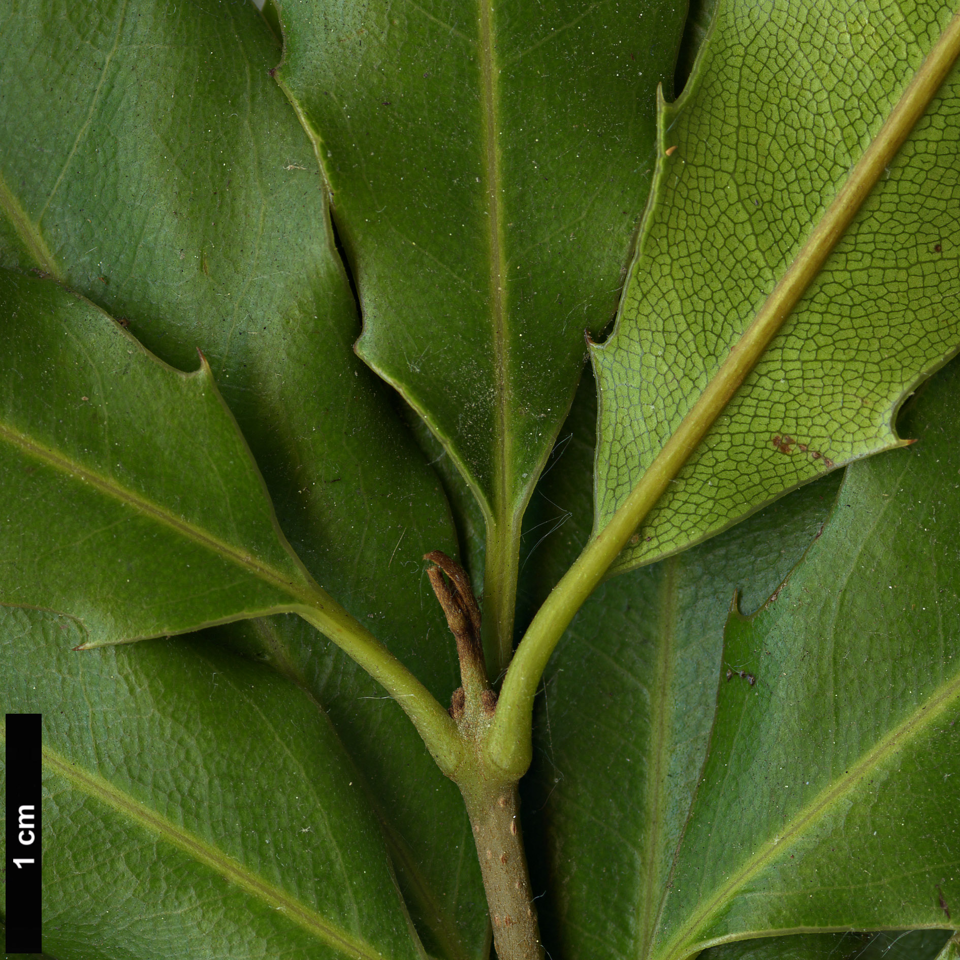 High resolution image: Family: Proteaceae - Genus: Macadamia - Taxon: integrifolia