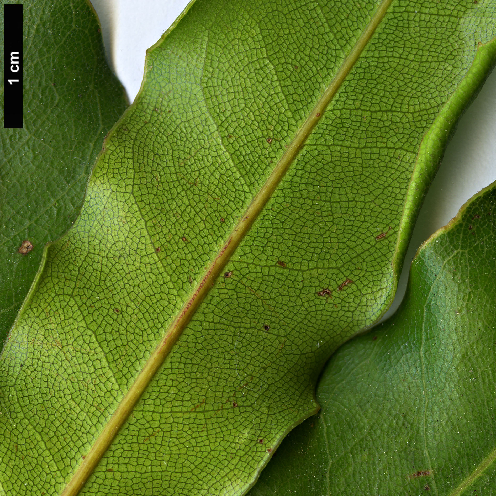 High resolution image: Family: Proteaceae - Genus: Macadamia - Taxon: integrifolia