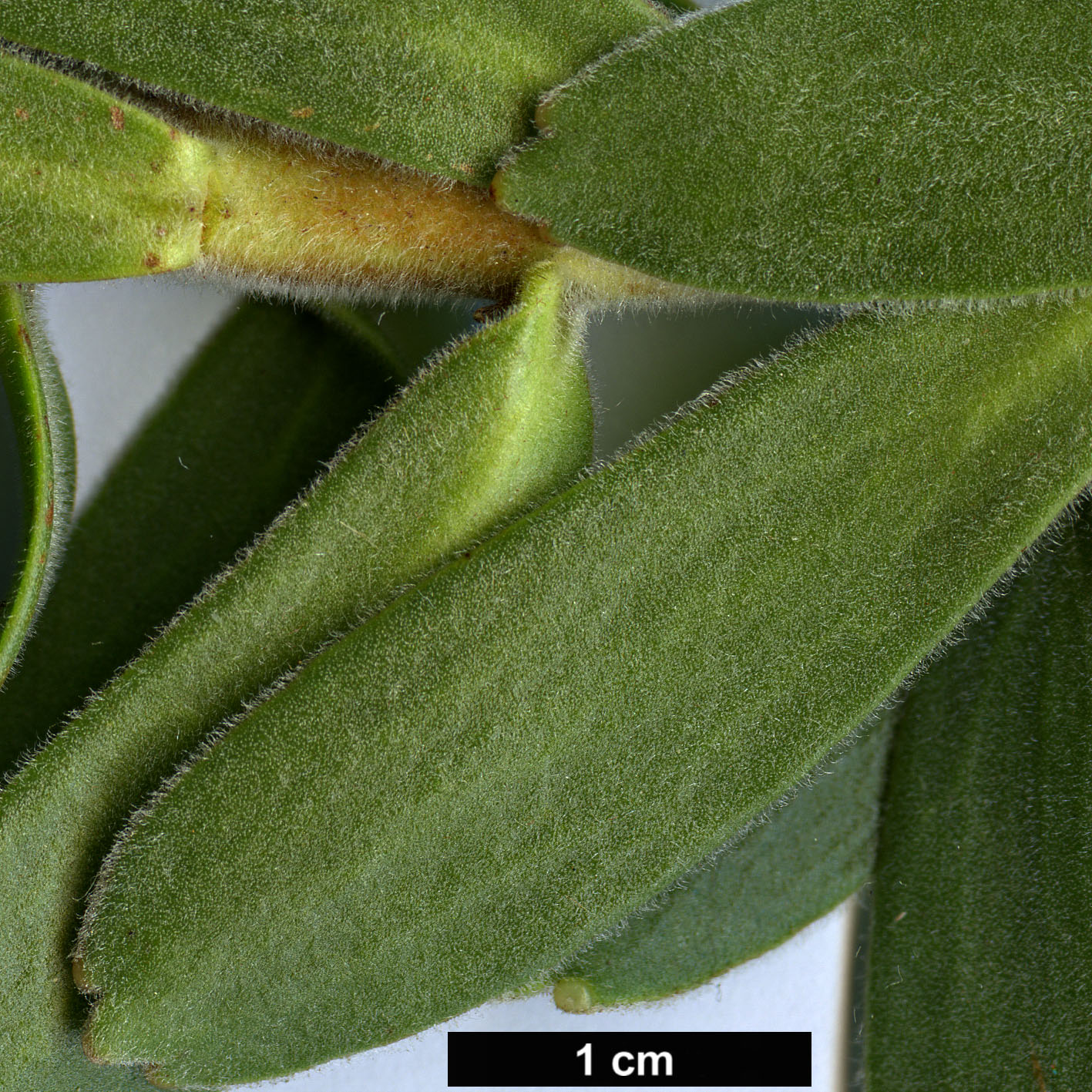 High resolution image: Family: Proteaceae - Genus: Mimetes - Taxon: cucullatus