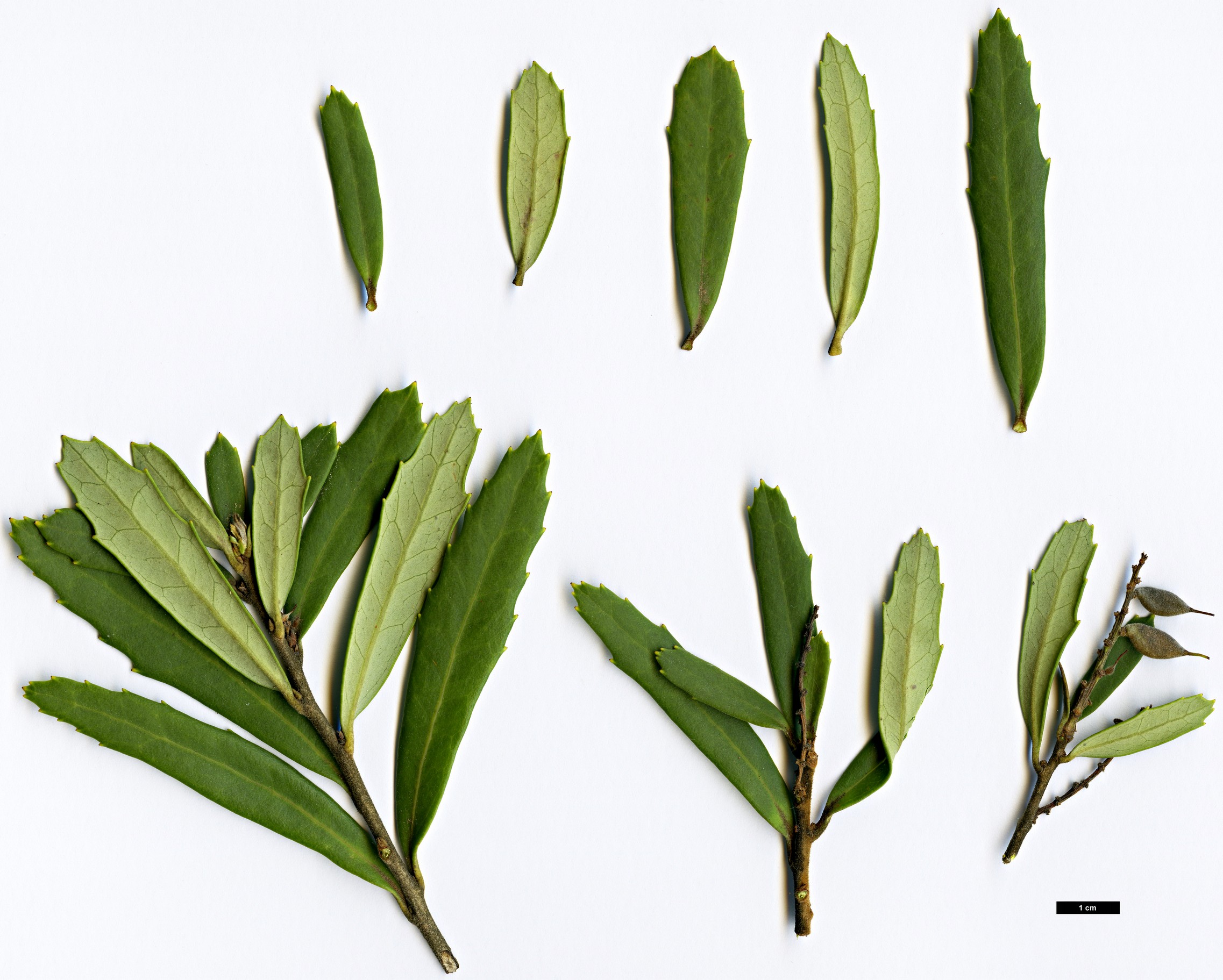 High resolution image: Family: Proteaceae - Genus: Orites - Taxon: diversifolia