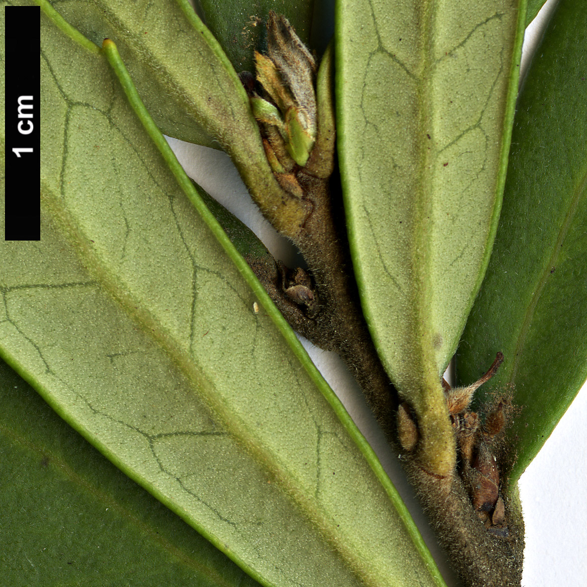 High resolution image: Family: Proteaceae - Genus: Orites - Taxon: diversifolia