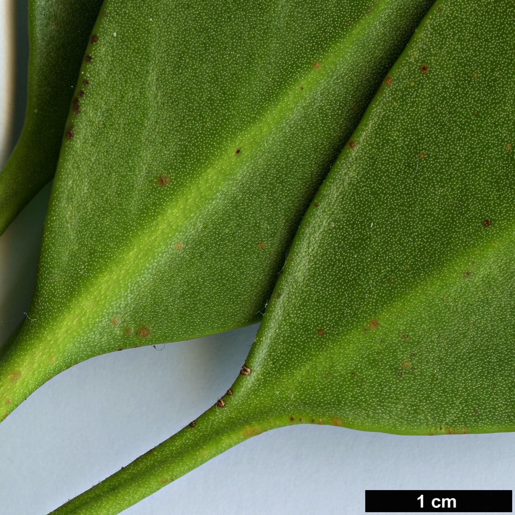 High resolution image: Family: Proteaceae - Genus: Protea - Taxon: cynaroides