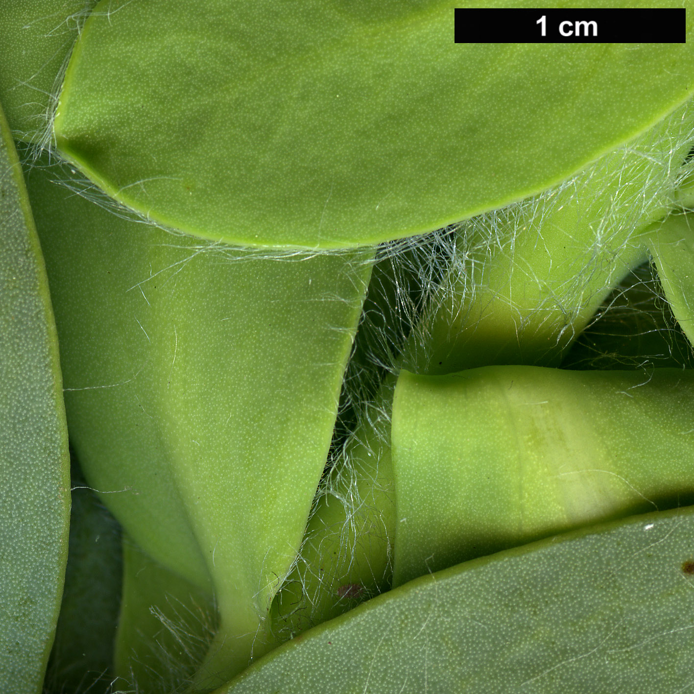 High resolution image: Family: Proteaceae - Genus: Protea - Taxon: grandiceps High resolution image: Family: Proteaceae - Genus: Protea - Taxon: grandiceps
