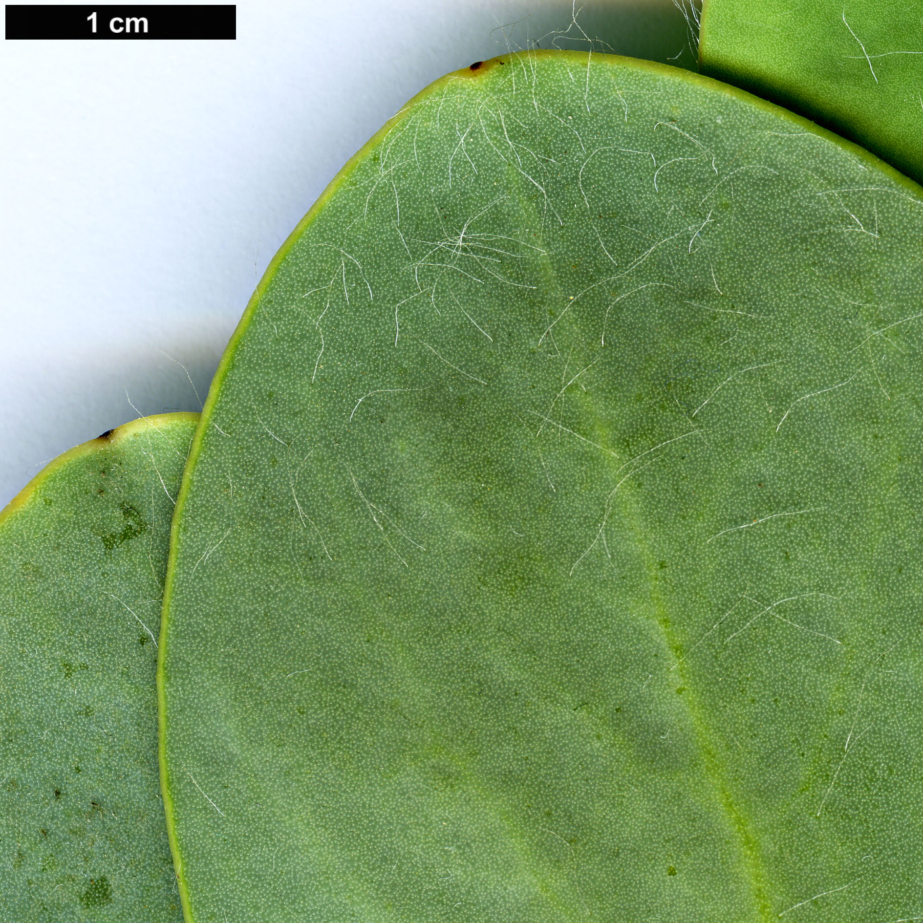 High resolution image: Family: Proteaceae - Genus: Protea - Taxon: grandiceps High resolution image: Family: Proteaceae - Genus: Protea - Taxon: grandiceps