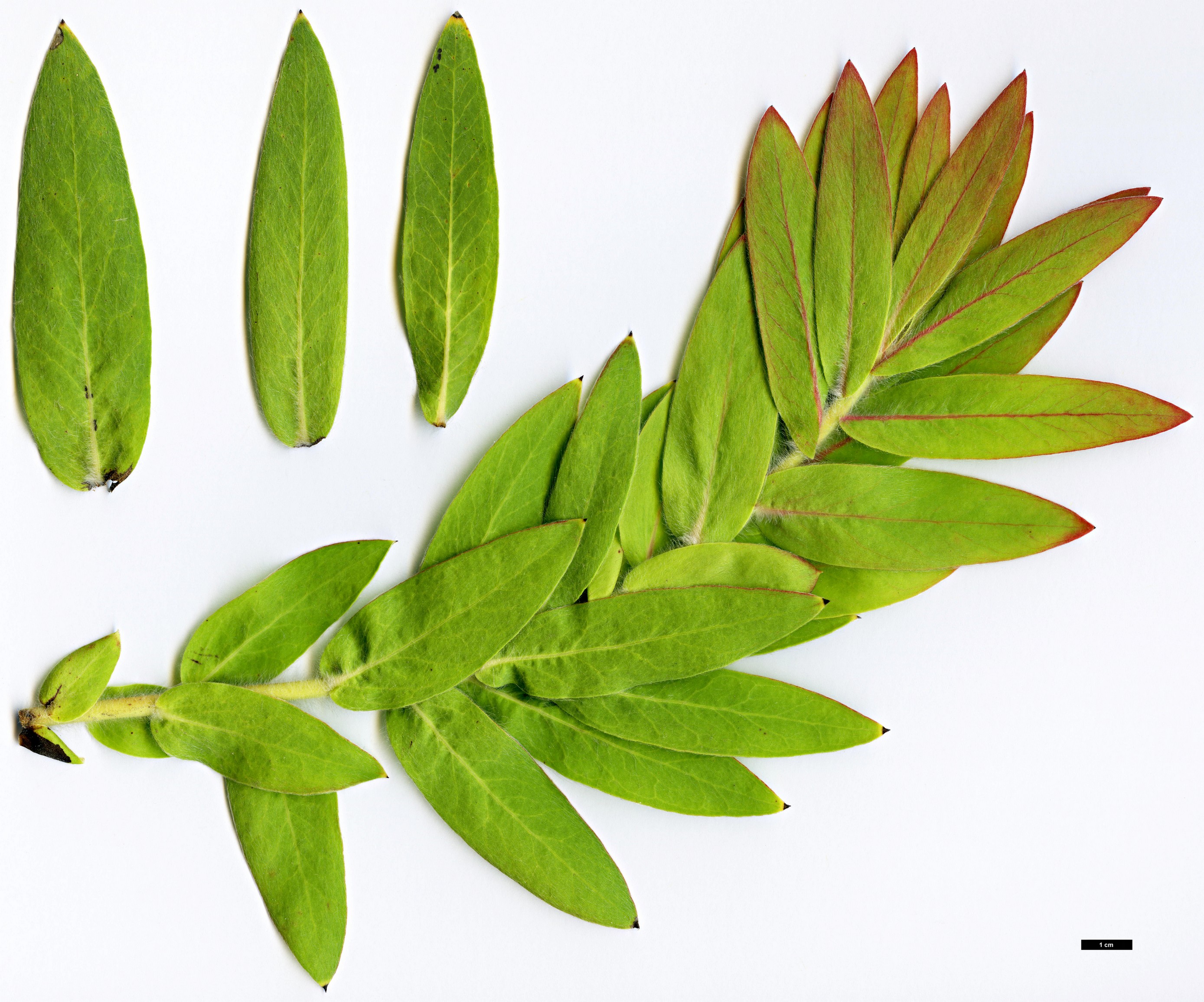 High resolution image: Family: Proteaceae - Genus: Protea - Taxon: lacticolor High resolution image: Family: Proteaceae - Genus: Protea - Taxon: lacticolor