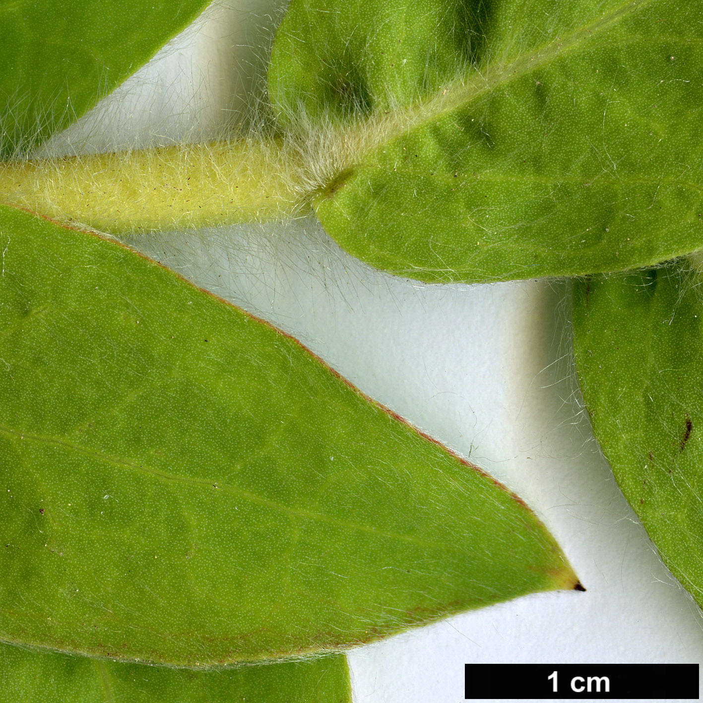 High resolution image: Family: Proteaceae - Genus: Protea - Taxon: lacticolor High resolution image: Family: Proteaceae - Genus: Protea - Taxon: lacticolor