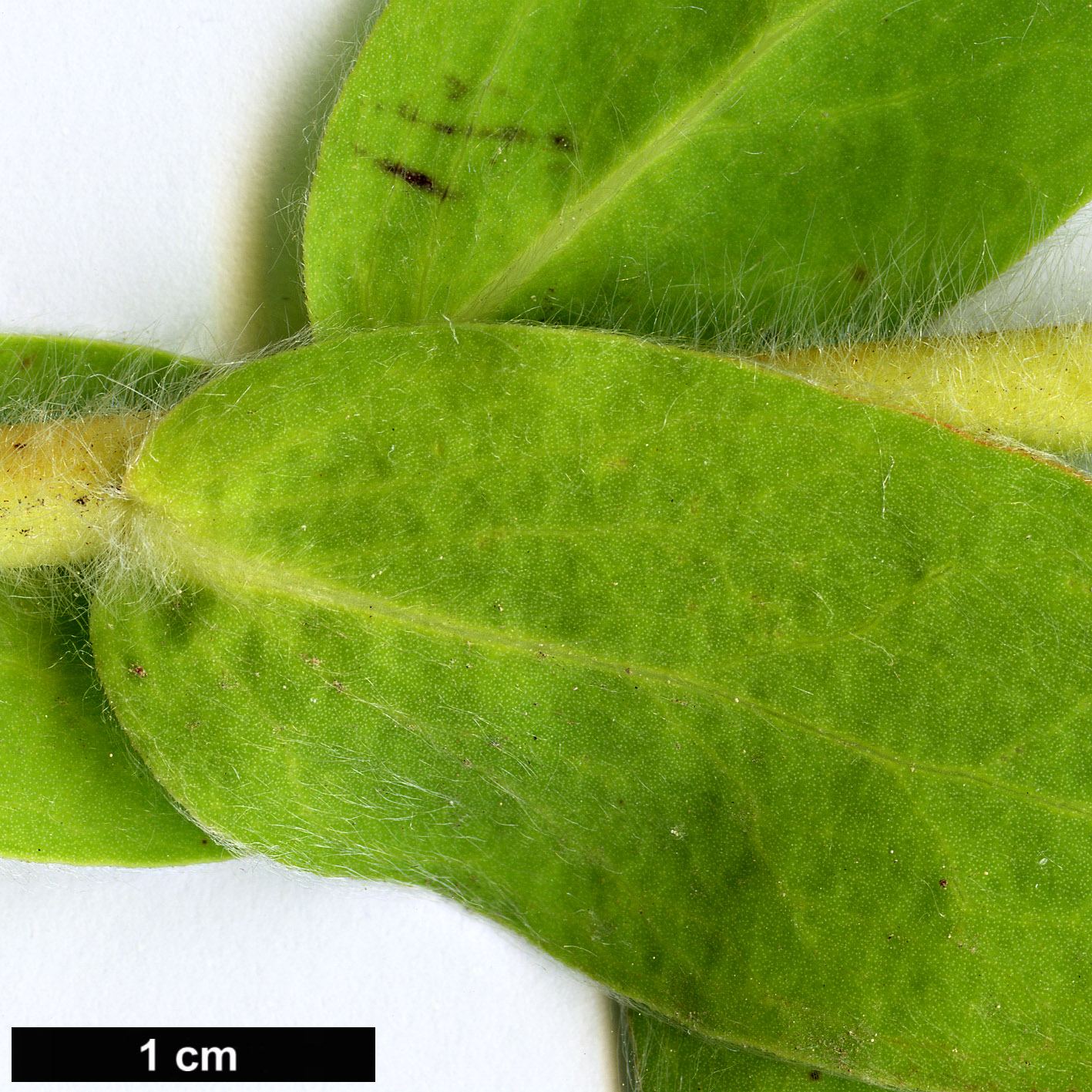 High resolution image: Family: Proteaceae - Genus: Protea - Taxon: lacticolor High resolution image: Family: Proteaceae - Genus: Protea - Taxon: lacticolor