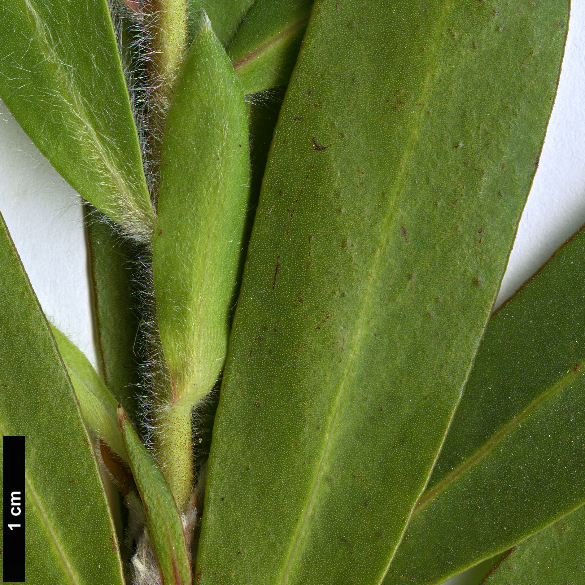 High resolution image: Family: Proteaceae - Genus: Protea - Taxon: mundii