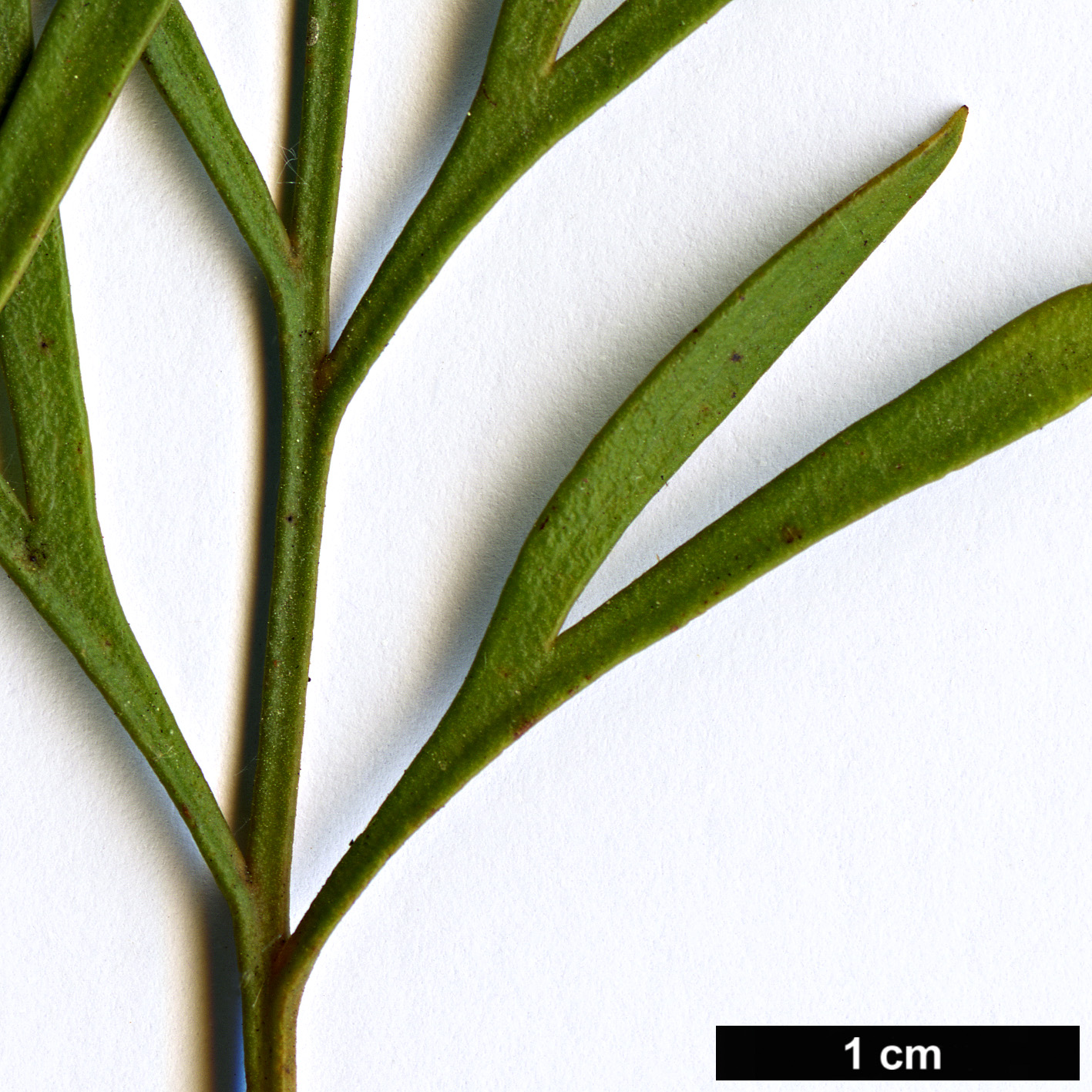 High resolution image: Family: Proteaceae - Genus: Stenocarpus - Taxon: angustifolius
