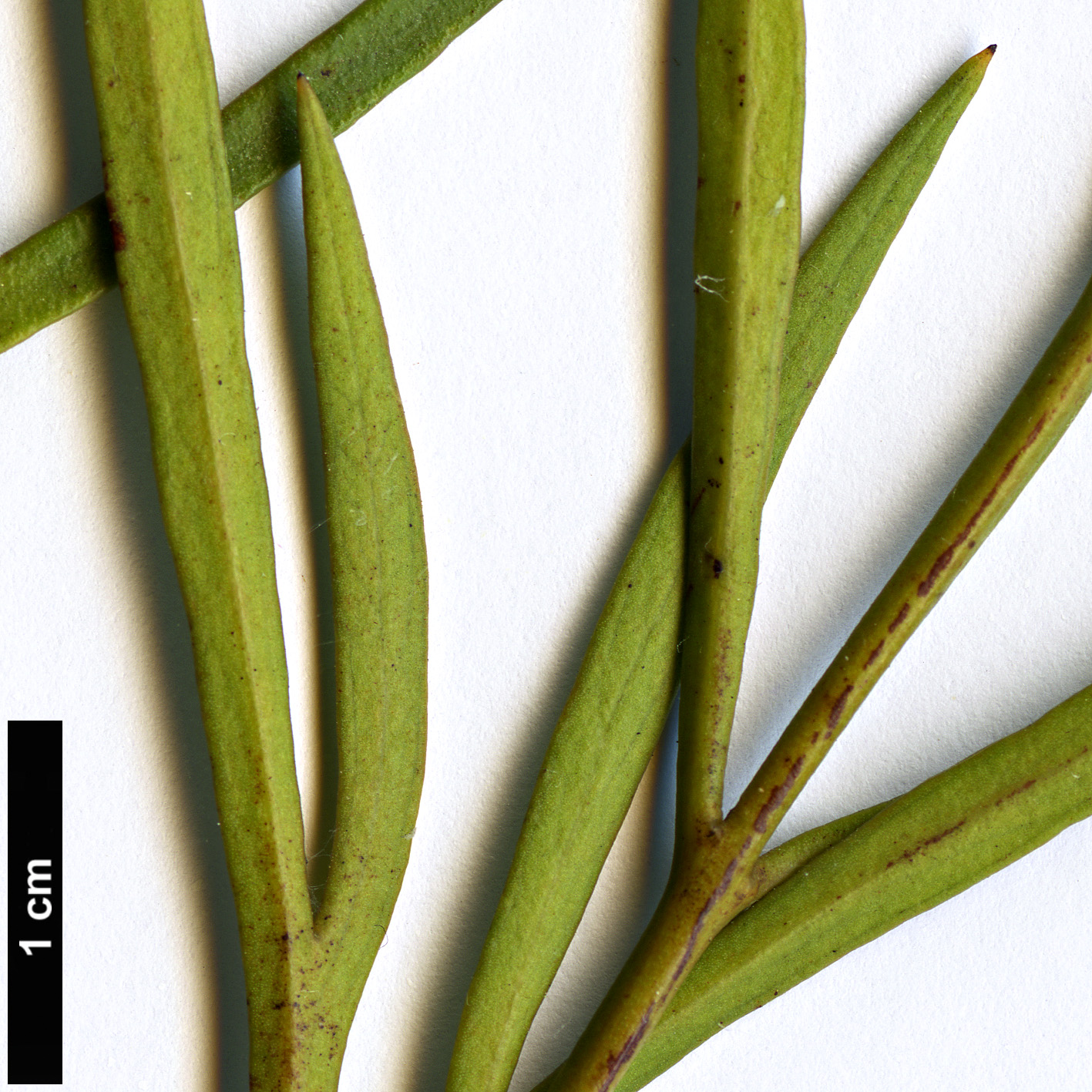 High resolution image: Family: Proteaceae - Genus: Stenocarpus - Taxon: angustifolius