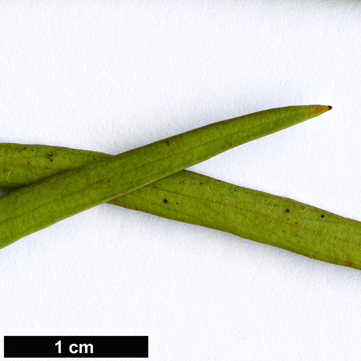 High resolution image: Family: Proteaceae - Genus: Stenocarpus - Taxon: angustifolius