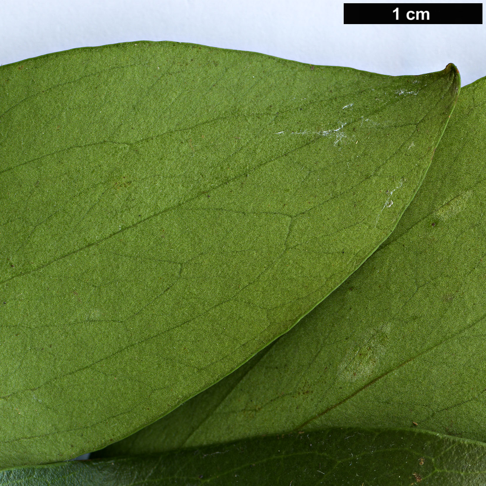 High resolution image: Family: Proteaceae - Genus: Stenocarpus - Taxon: salignus High resolution image: Family: Proteaceae - Genus: Stenocarpus - Taxon: salignus