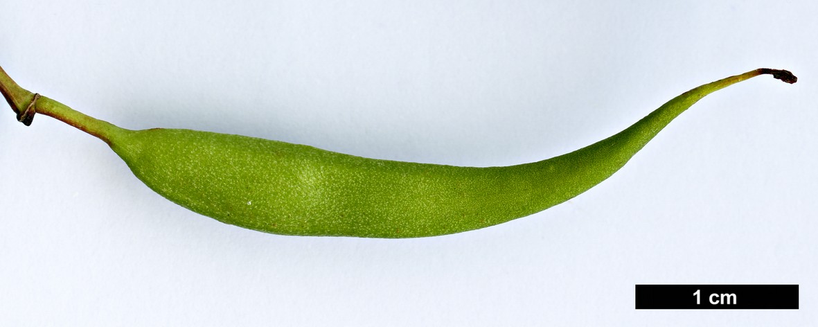 High resolution image: Family: Proteaceae - Genus: Stenocarpus - Taxon: salignus High resolution image: Family: Proteaceae - Genus: Stenocarpus - Taxon: salignus