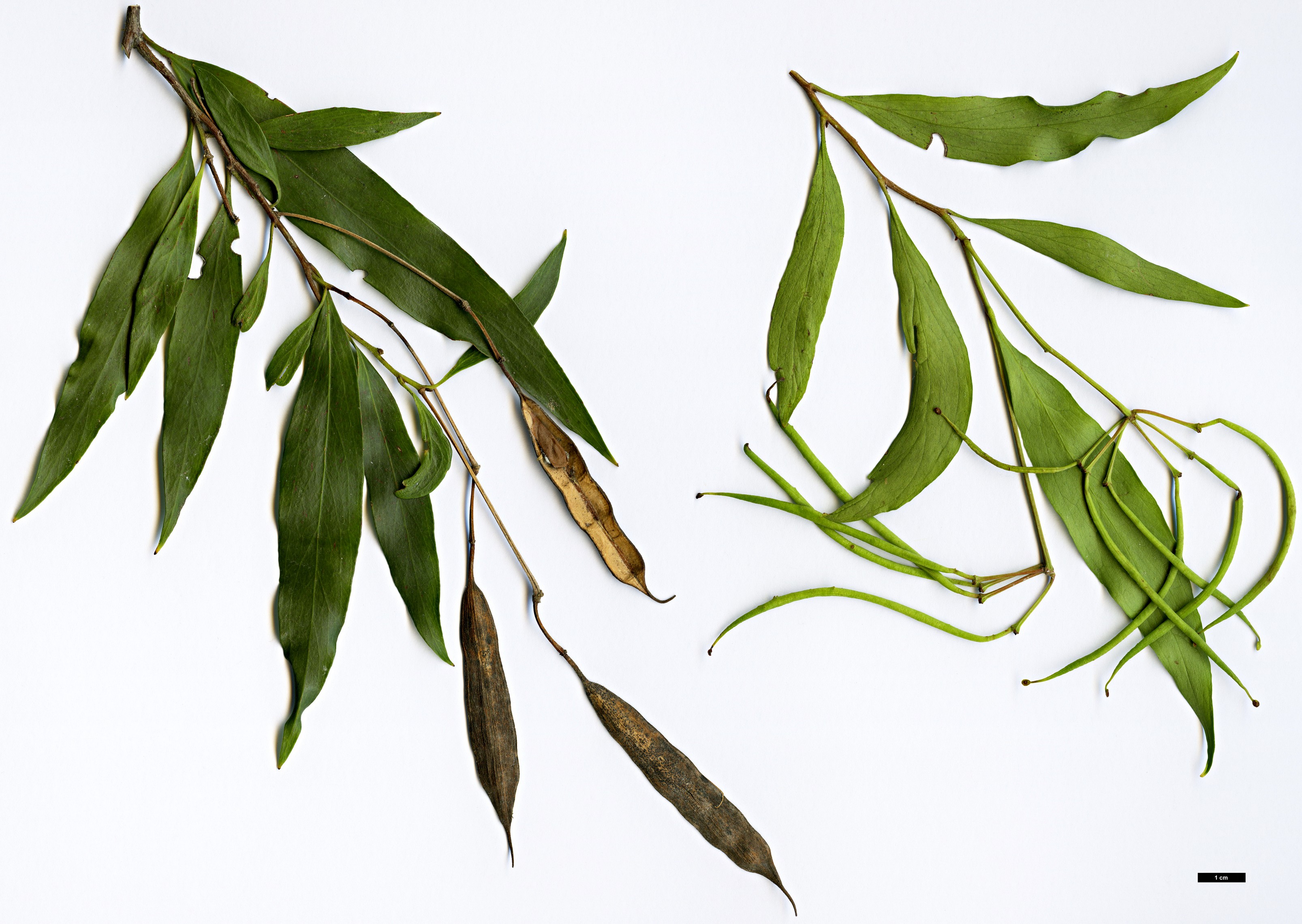 High resolution image: Family: Proteaceae - Genus: Stenocarpus - Taxon: salignus High resolution image: Family: Proteaceae - Genus: Stenocarpus - Taxon: salignus