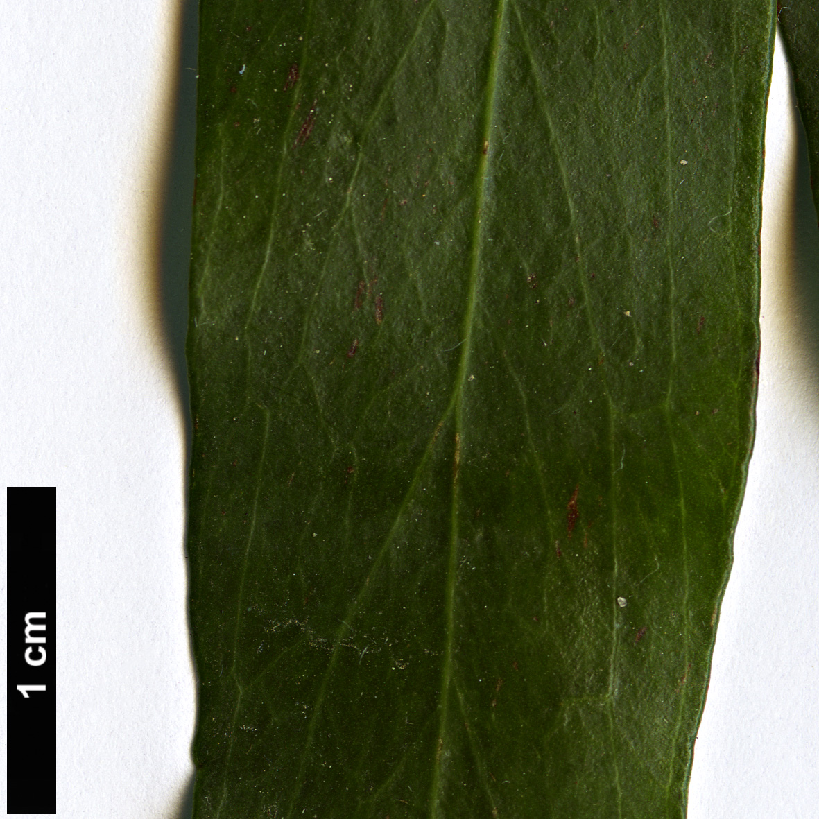 High resolution image: Family: Proteaceae - Genus: Stenocarpus - Taxon: salignus