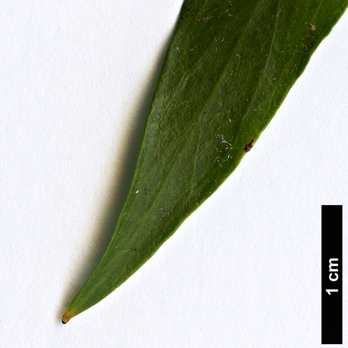 High resolution image: Family: Proteaceae - Genus: Stenocarpus - Taxon: salignus High resolution image: Family: Proteaceae - Genus: Stenocarpus - Taxon: salignus