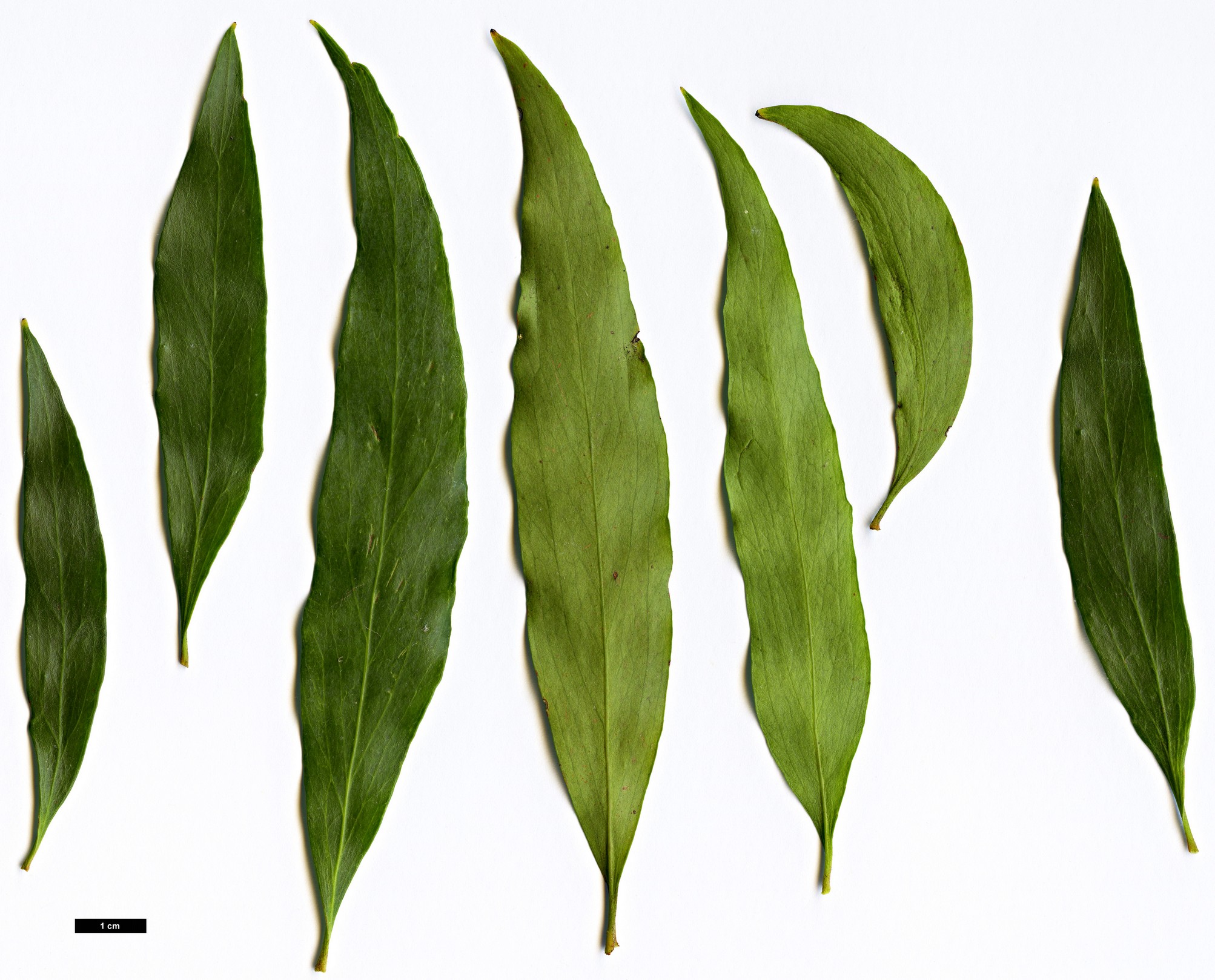 High resolution image: Family: Proteaceae - Genus: Stenocarpus - Taxon: salignus High resolution image: Family: Proteaceae - Genus: Stenocarpus - Taxon: salignus