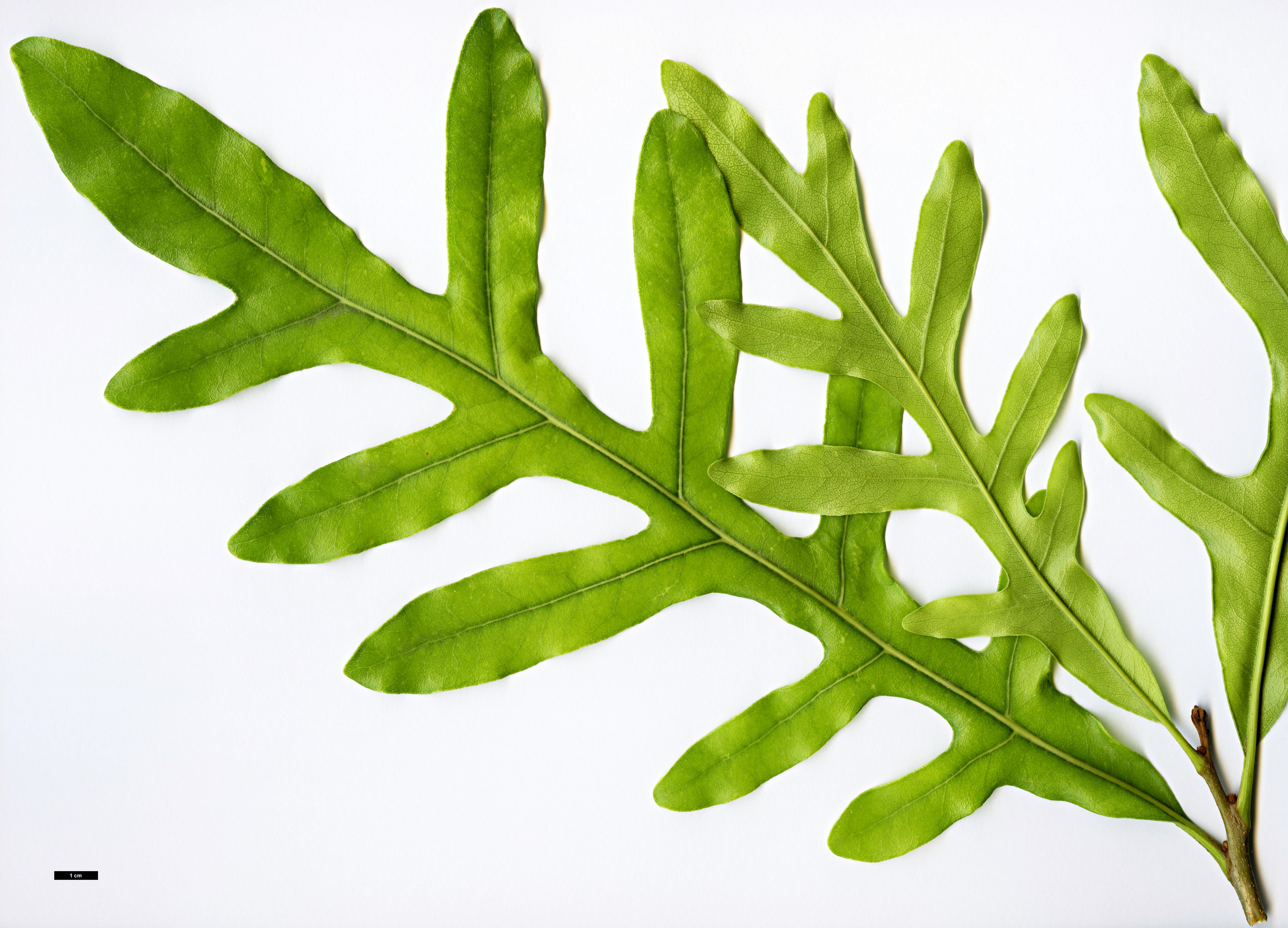 High resolution image: Family: Proteaceae - Genus: Stenocarpus - Taxon: sinuatus High resolution image: Family: Proteaceae - Genus: Stenocarpus - Taxon: sinuatus