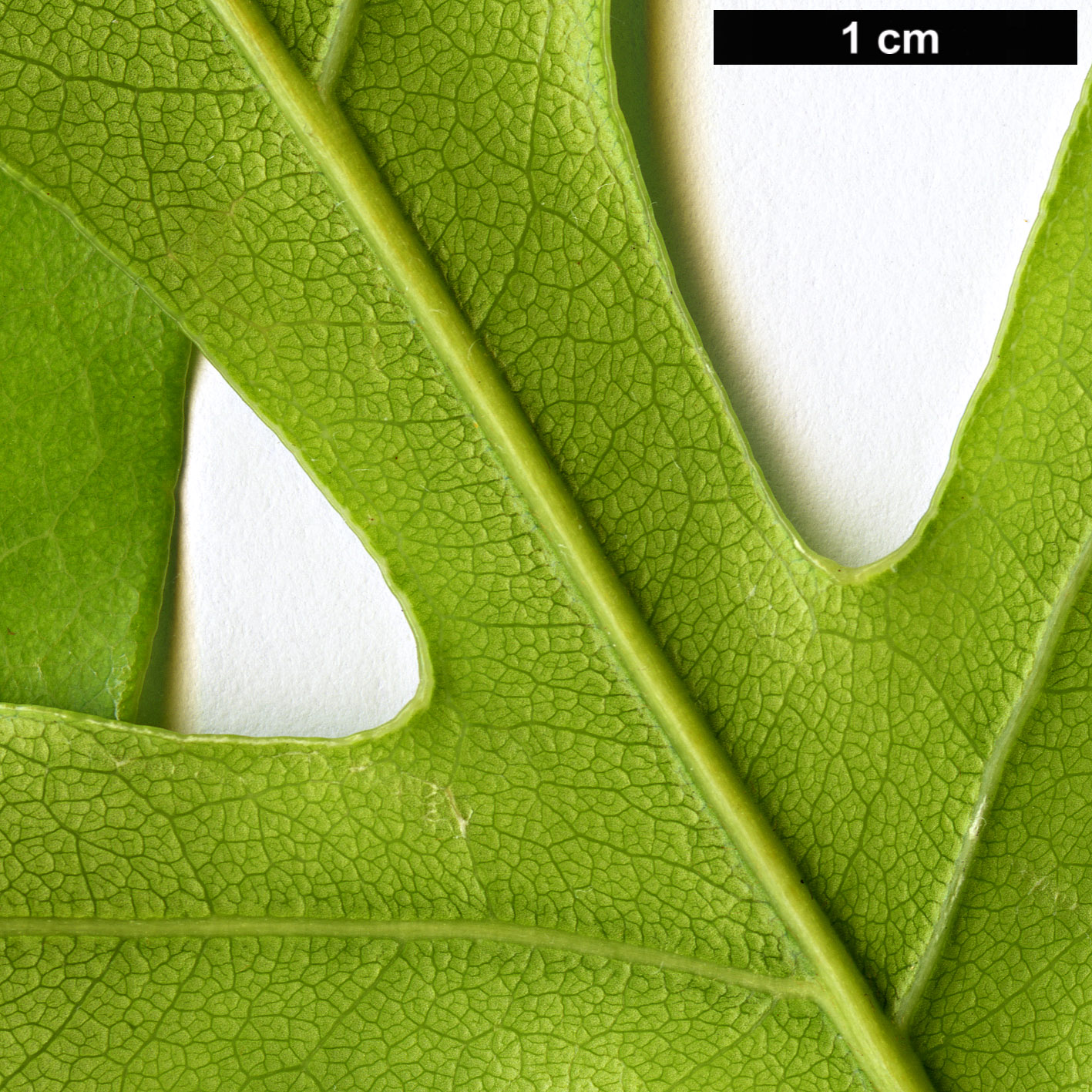 High resolution image: Family: Proteaceae - Genus: Stenocarpus - Taxon: sinuatus