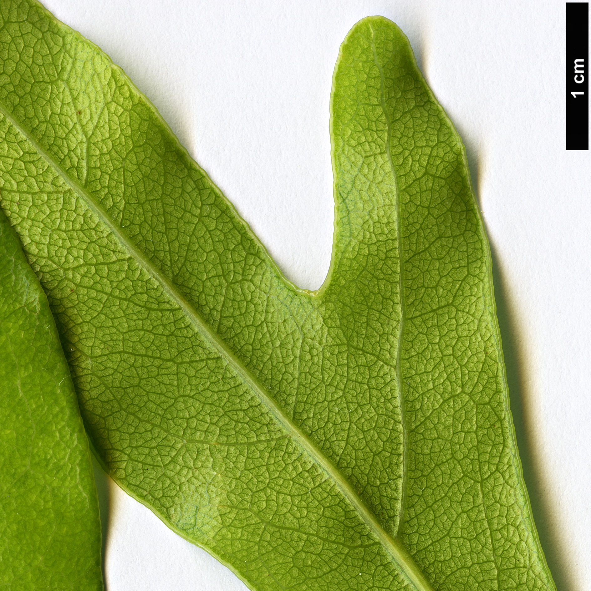 High resolution image: Family: Proteaceae - Genus: Stenocarpus - Taxon: sinuatus High resolution image: Family: Proteaceae - Genus: Stenocarpus - Taxon: sinuatus