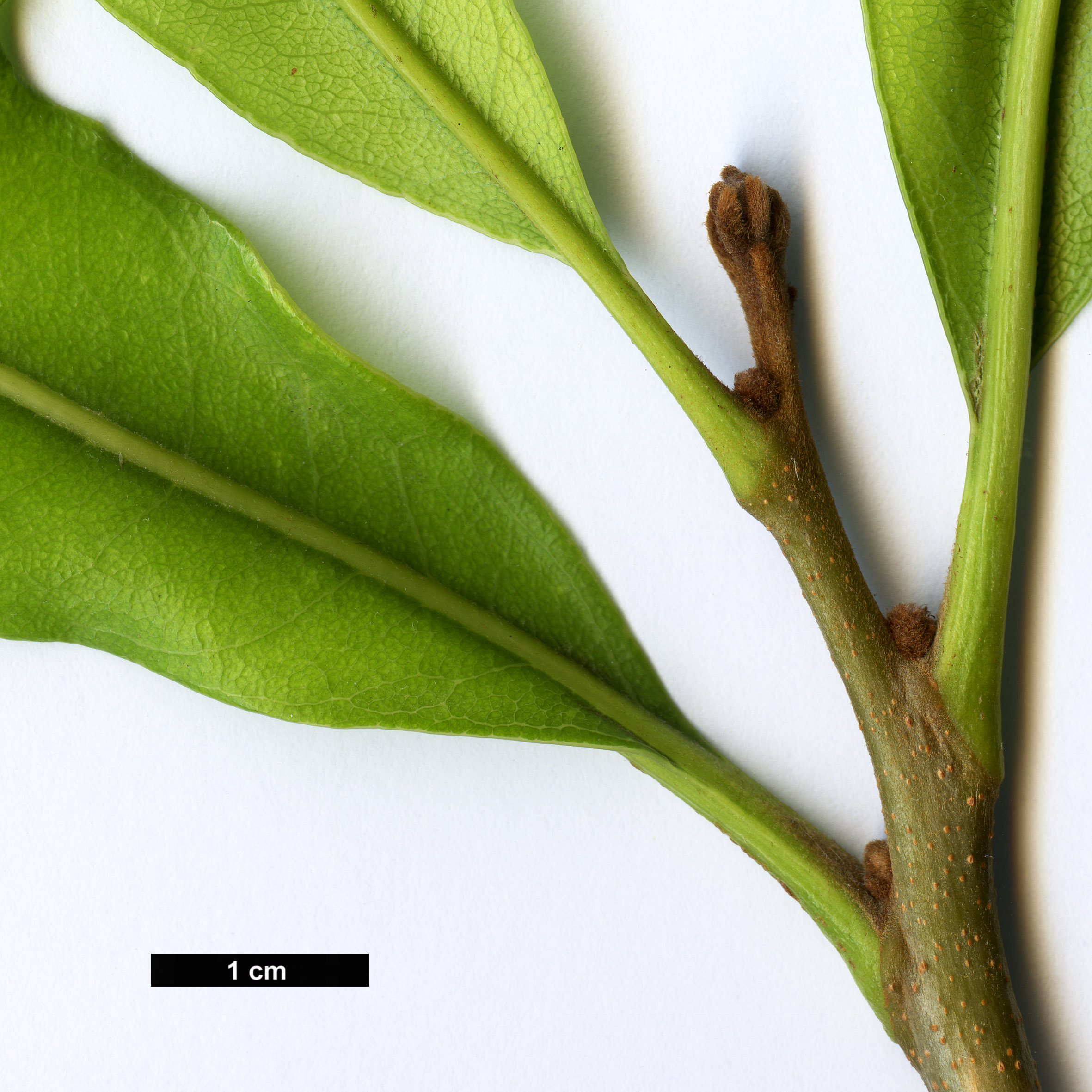 High resolution image: Family: Proteaceae - Genus: Stenocarpus - Taxon: sinuatus