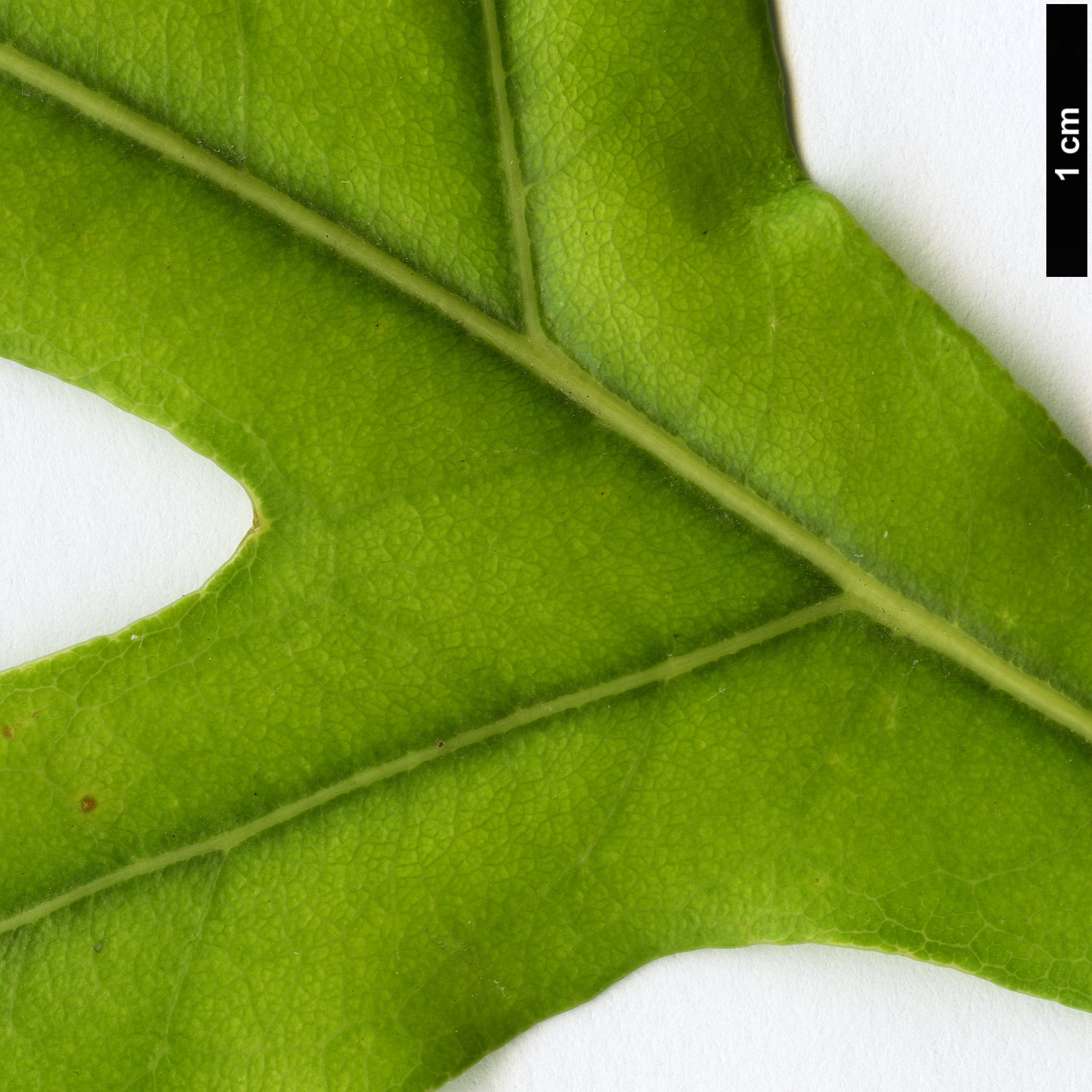 High resolution image: Family: Proteaceae - Genus: Stenocarpus - Taxon: sinuatus High resolution image: Family: Proteaceae - Genus: Stenocarpus - Taxon: sinuatus