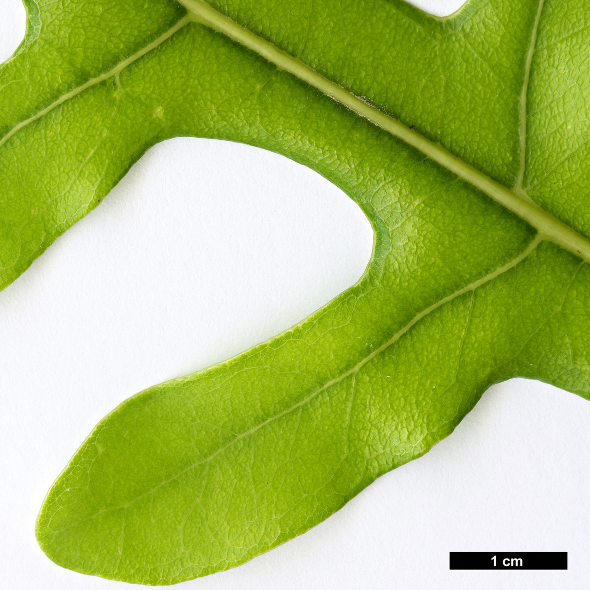 High resolution image: Family: Proteaceae - Genus: Stenocarpus - Taxon: sinuatus High resolution image: Family: Proteaceae - Genus: Stenocarpus - Taxon: sinuatus