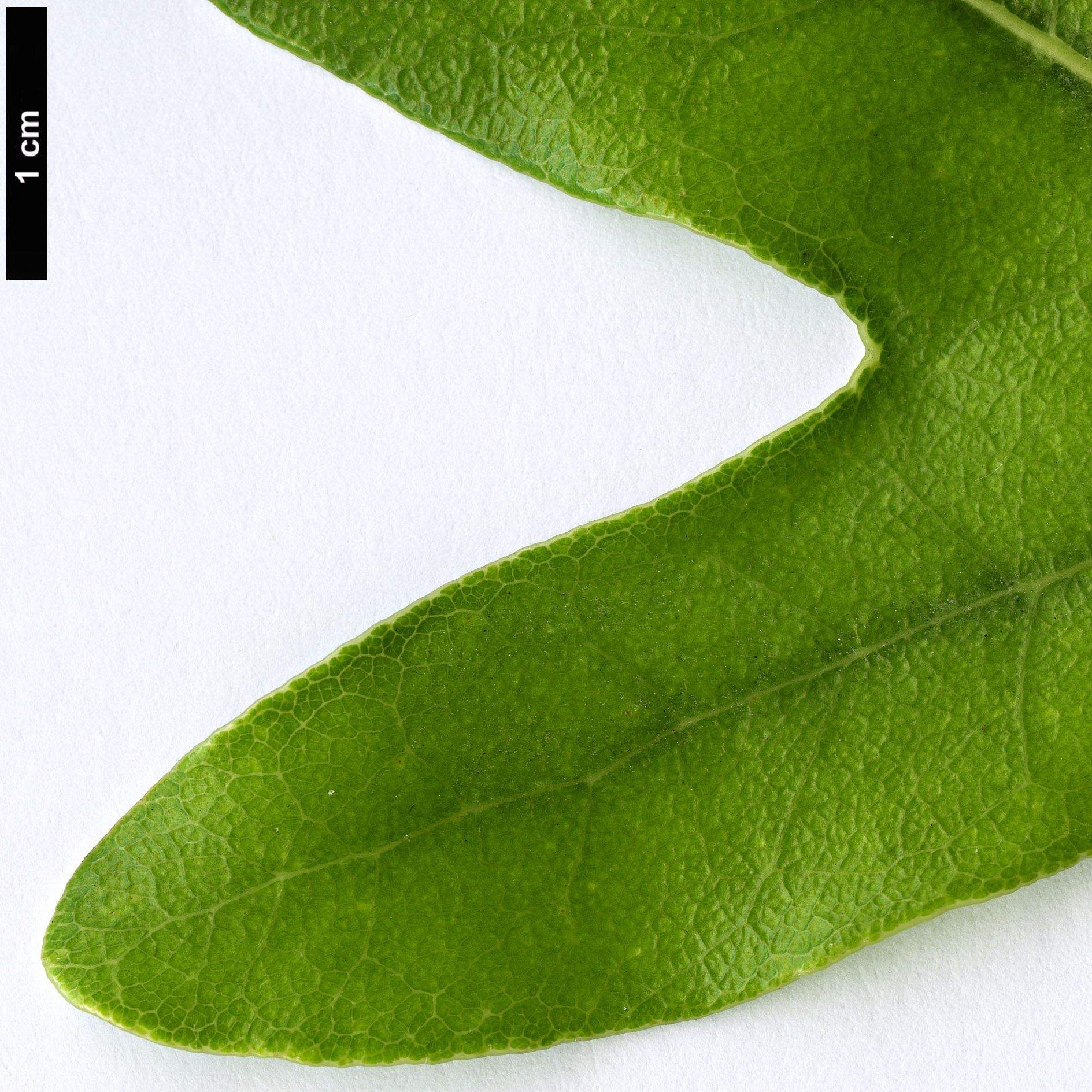 High resolution image: Family: Proteaceae - Genus: Stenocarpus - Taxon: sinuatus High resolution image: Family: Proteaceae - Genus: Stenocarpus - Taxon: sinuatus