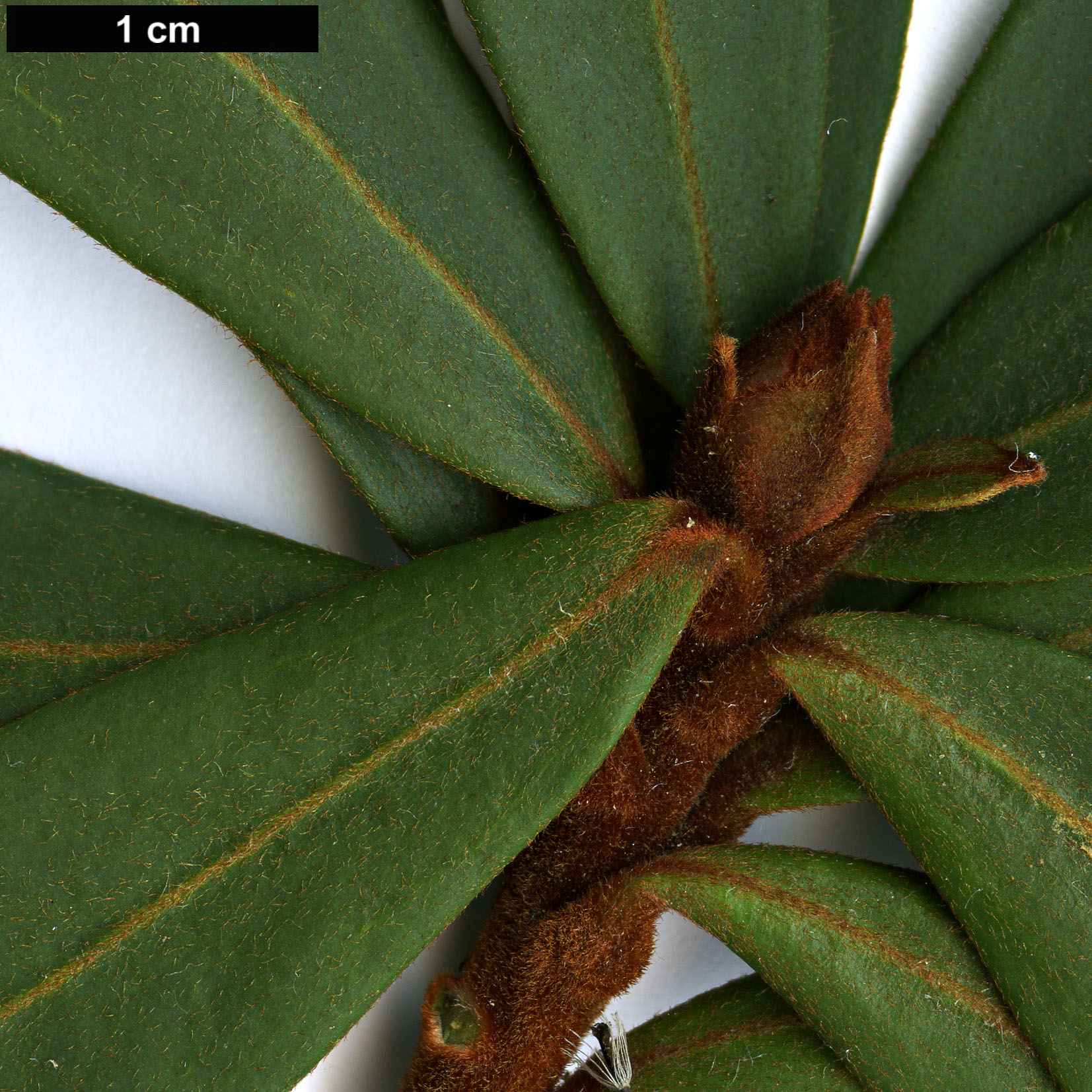 High resolution image: Family: Proteaceae - Genus: Telopea - Taxon: truncata