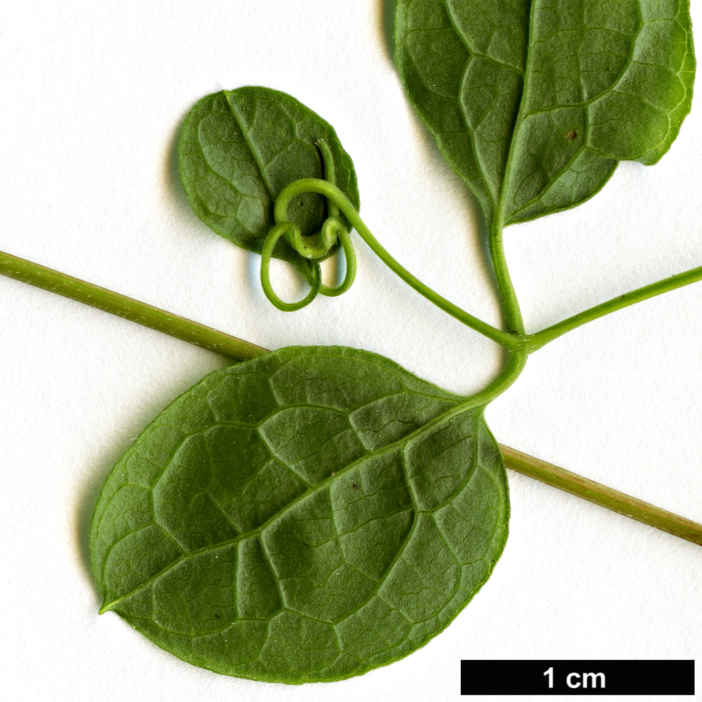 High resolution image: Family: Ranunculaceae - Genus: Clematis - Taxon: addisonii
