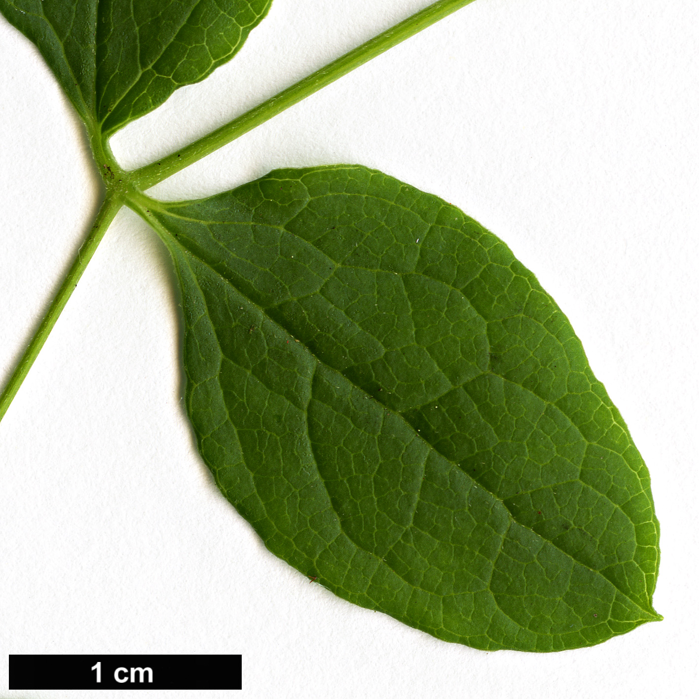 High resolution image: Family: Ranunculaceae - Genus: Clematis - Taxon: addisonii