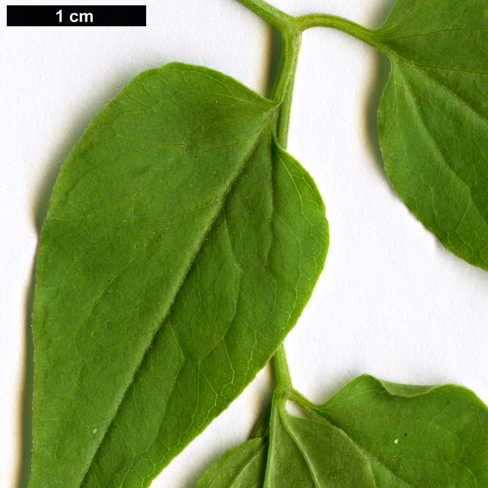 High resolution image: Family: Ranunculaceae - Genus: Clematis - Taxon: campaniflora