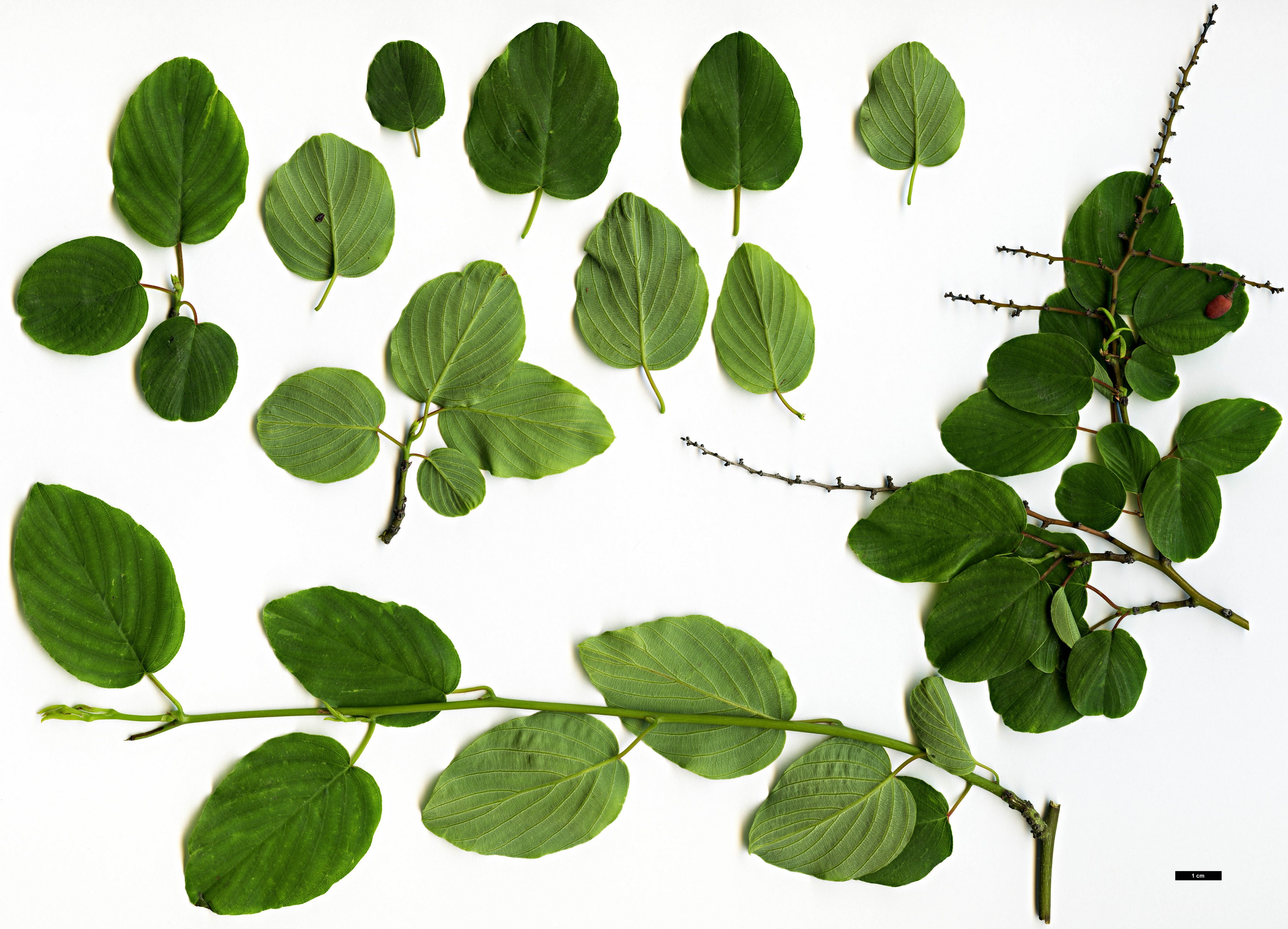 High resolution image: Family: Rhamnaceae - Genus: Berchemia - Taxon: racemosa