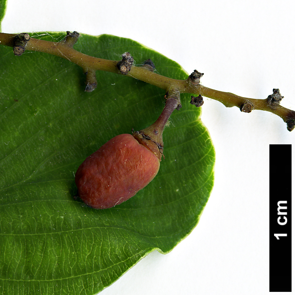 High resolution image: Family: Rhamnaceae - Genus: Berchemia - Taxon: racemosa