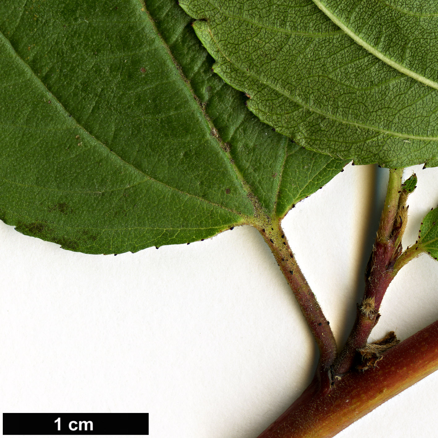 High resolution image: Family: Rhamnaceae - Genus: Ceanothus - Taxon: americanus