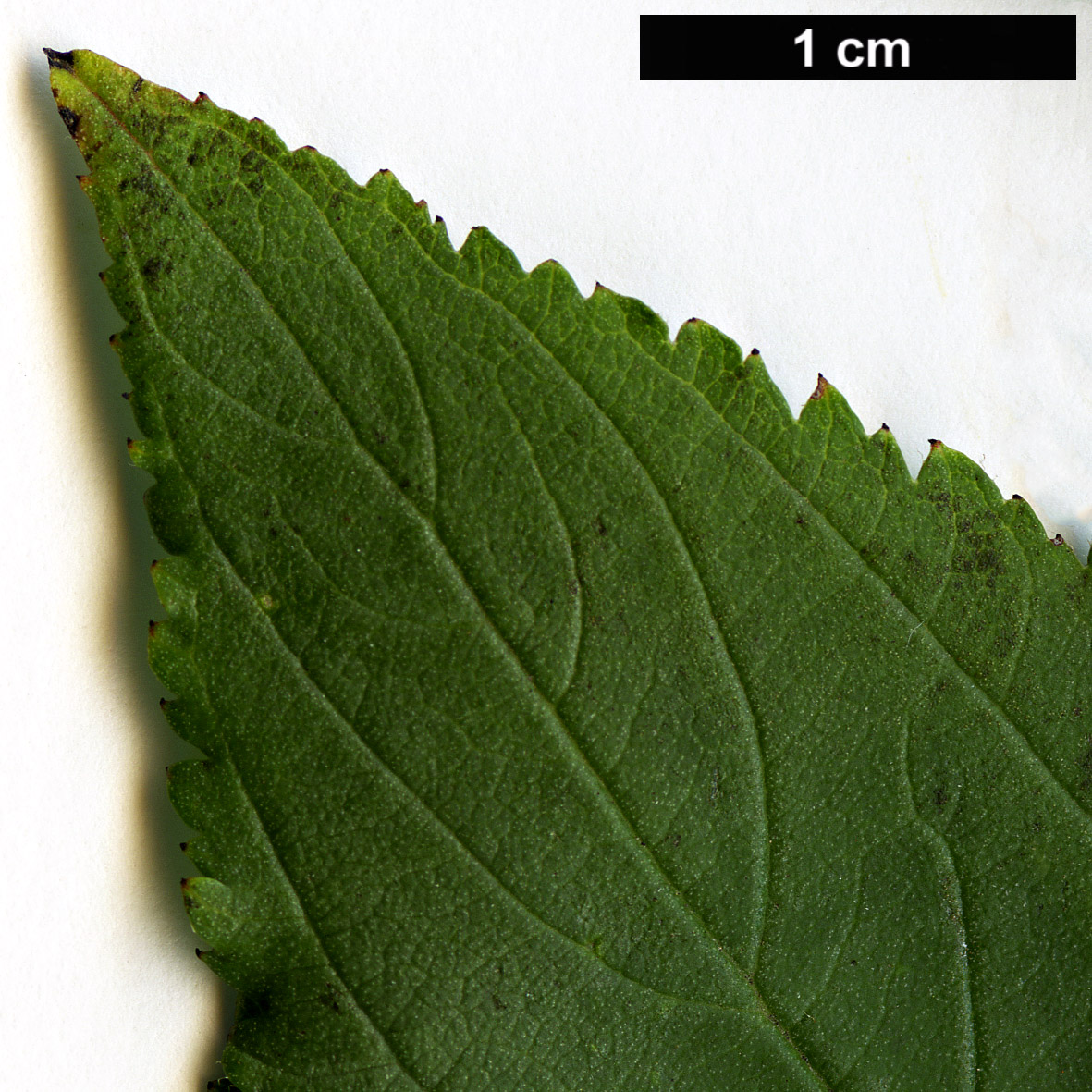 High resolution image: Family: Rhamnaceae - Genus: Ceanothus - Taxon: americanus