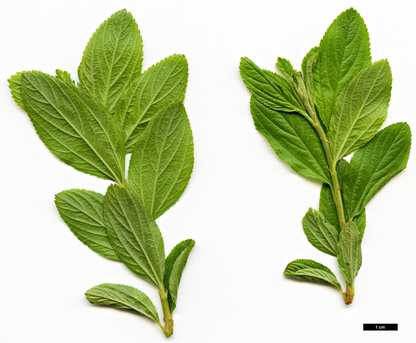 High resolution image: Family: Rhamnaceae - Genus: Ceanothus - Taxon: herbaceus
