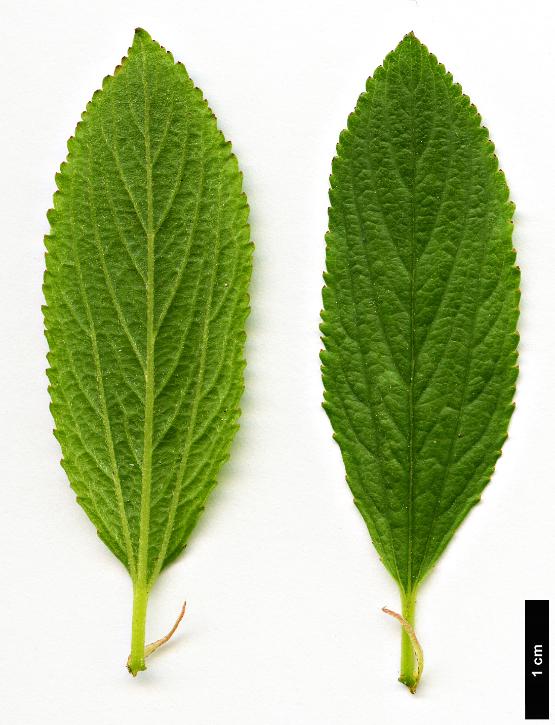 High resolution image: Family: Rhamnaceae - Genus: Ceanothus - Taxon: herbaceus