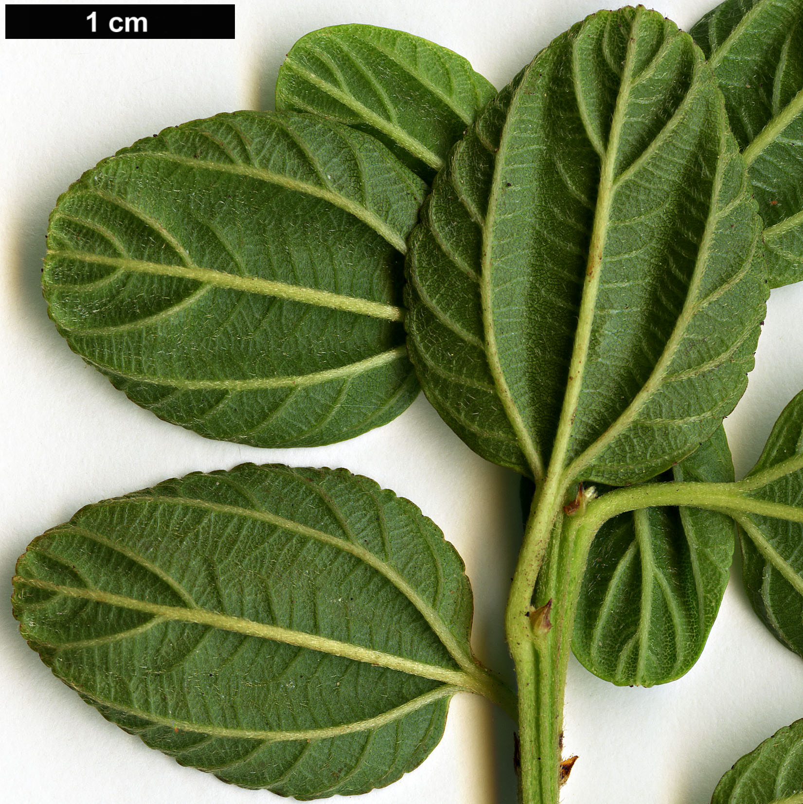 High resolution image: Family: Rhamnaceae - Genus: Ceanothus - Taxon: prostratus