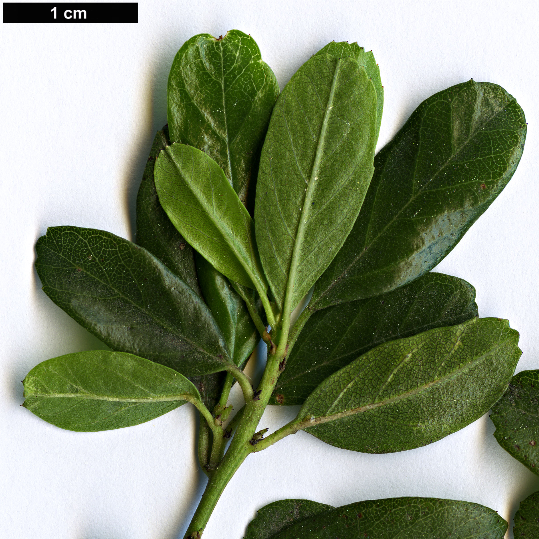 High resolution image: Family: Rhamnaceae - Genus: Ceanothus - Taxon: spinosus