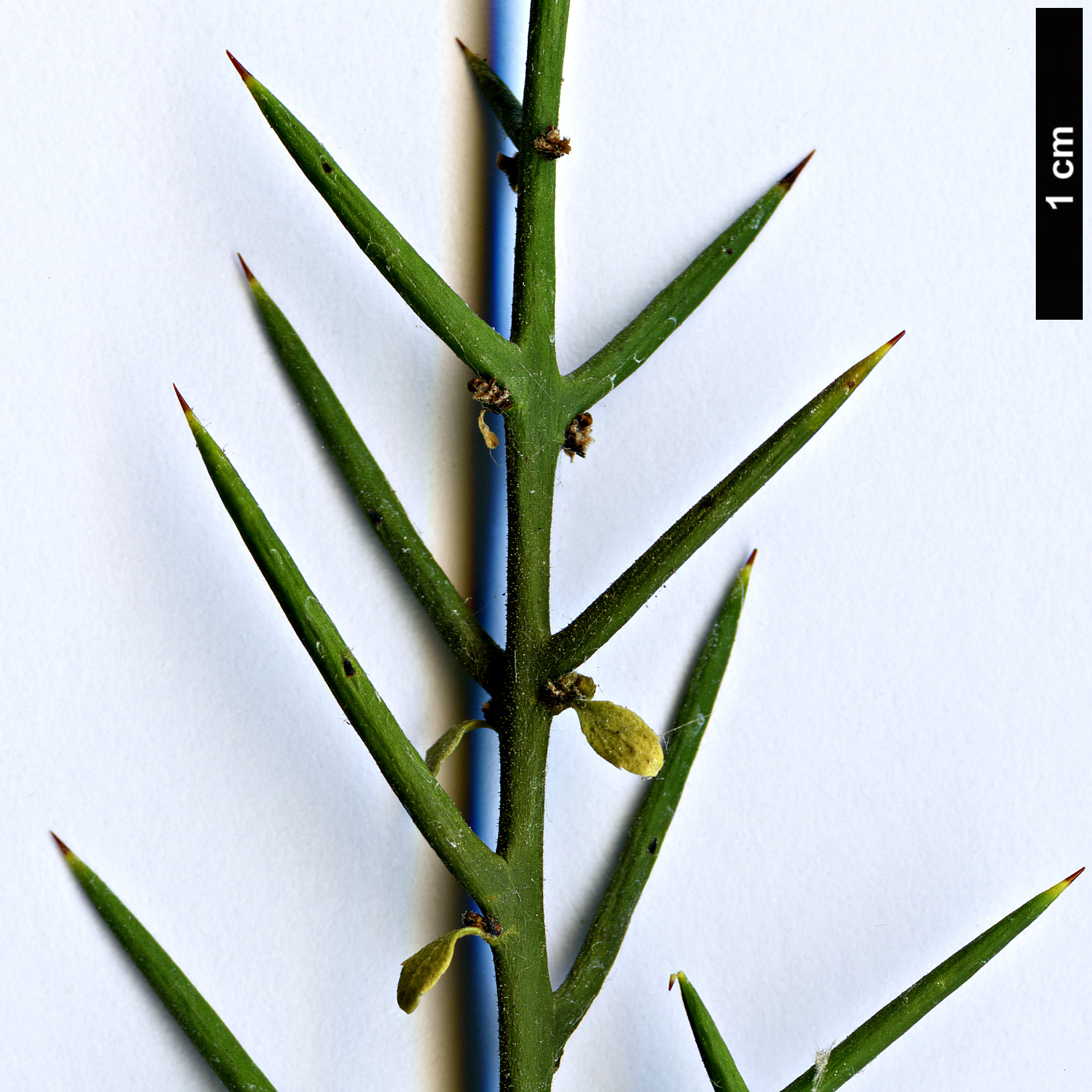 High resolution image: Family: Rhamnaceae - Genus: Colletia - Taxon: hystrix - SpeciesSub: ’Rosea’