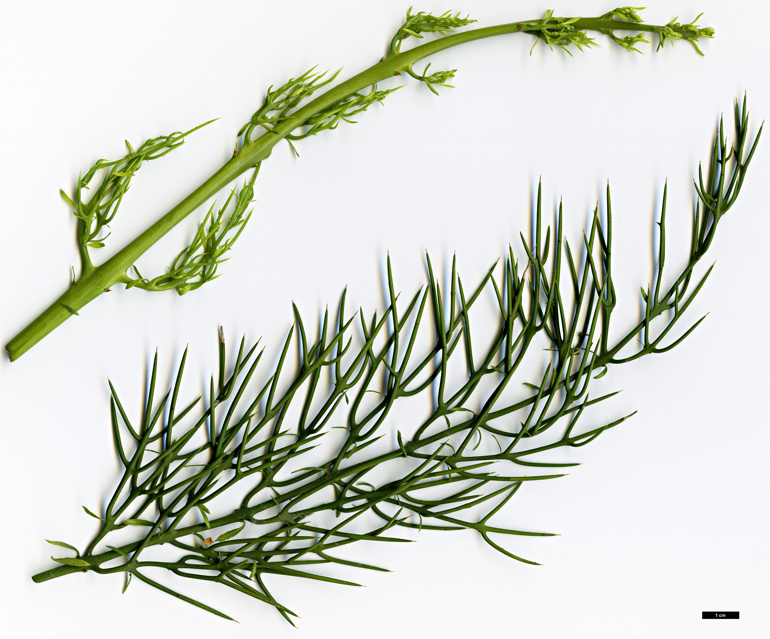 High resolution image: Family: Rhamnaceae - Genus: Colletia - Taxon: spinosissima High resolution image: Family: Rhamnaceae - Genus: Colletia - Taxon: spinosissima