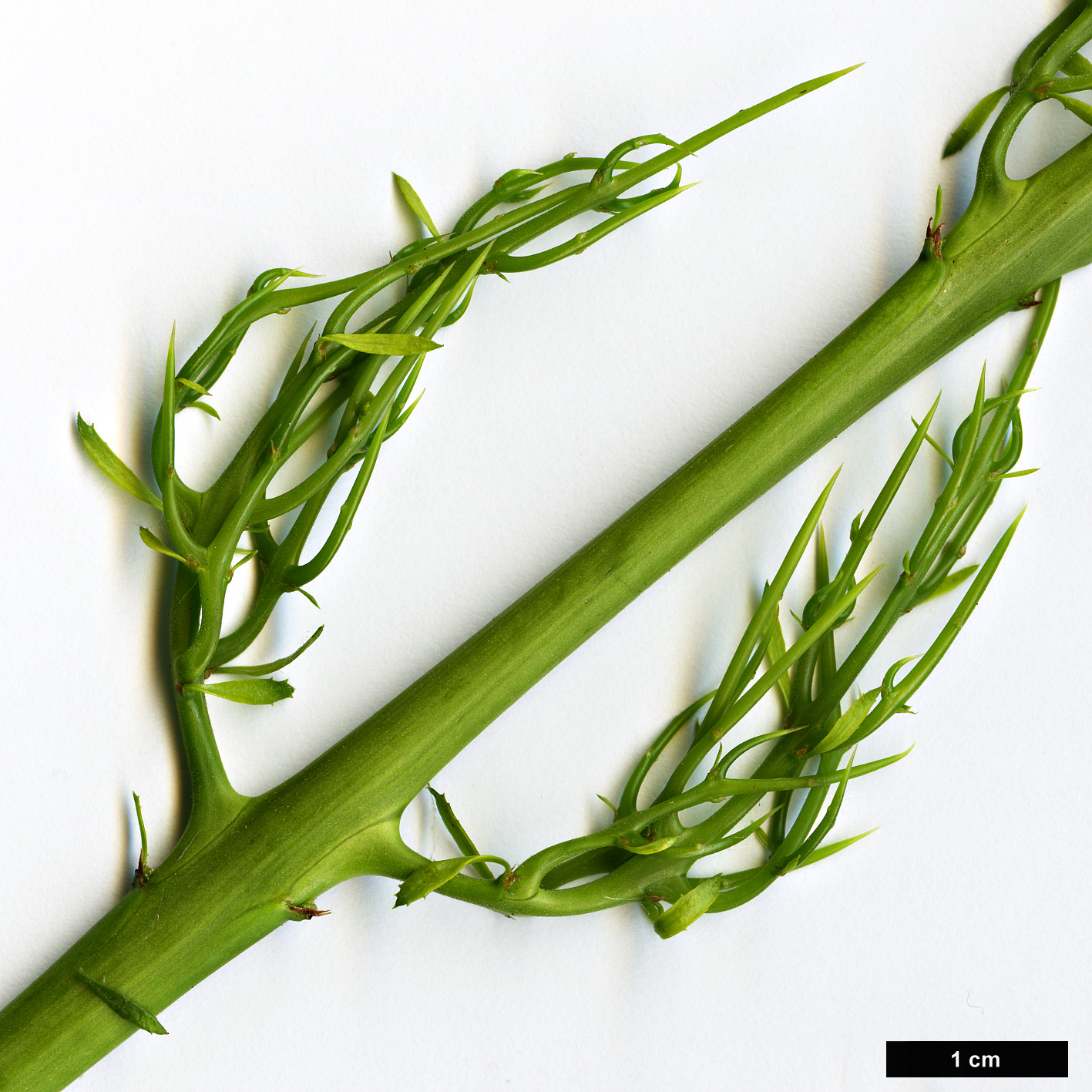 High resolution image: Family: Rhamnaceae - Genus: Colletia - Taxon: spinosissima High resolution image: Family: Rhamnaceae - Genus: Colletia - Taxon: spinosissima