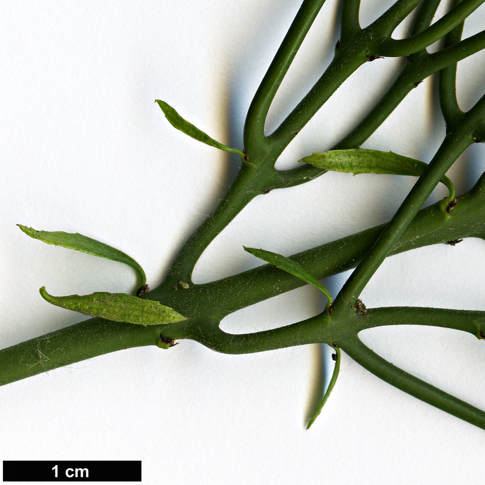 High resolution image: Family: Rhamnaceae - Genus: Colletia - Taxon: spinosissima