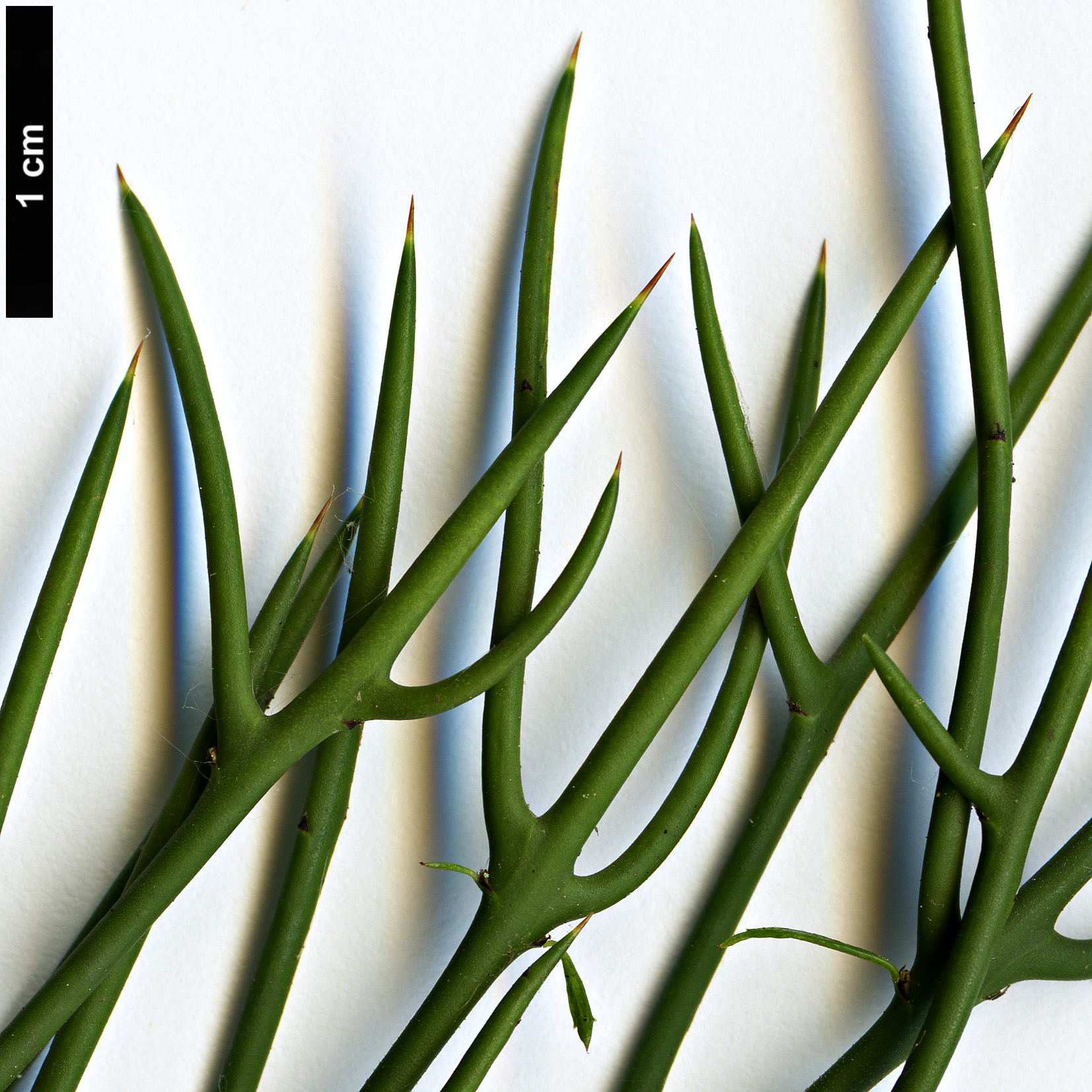 High resolution image: Family: Rhamnaceae - Genus: Colletia - Taxon: spinosissima High resolution image: Family: Rhamnaceae - Genus: Colletia - Taxon: spinosissima