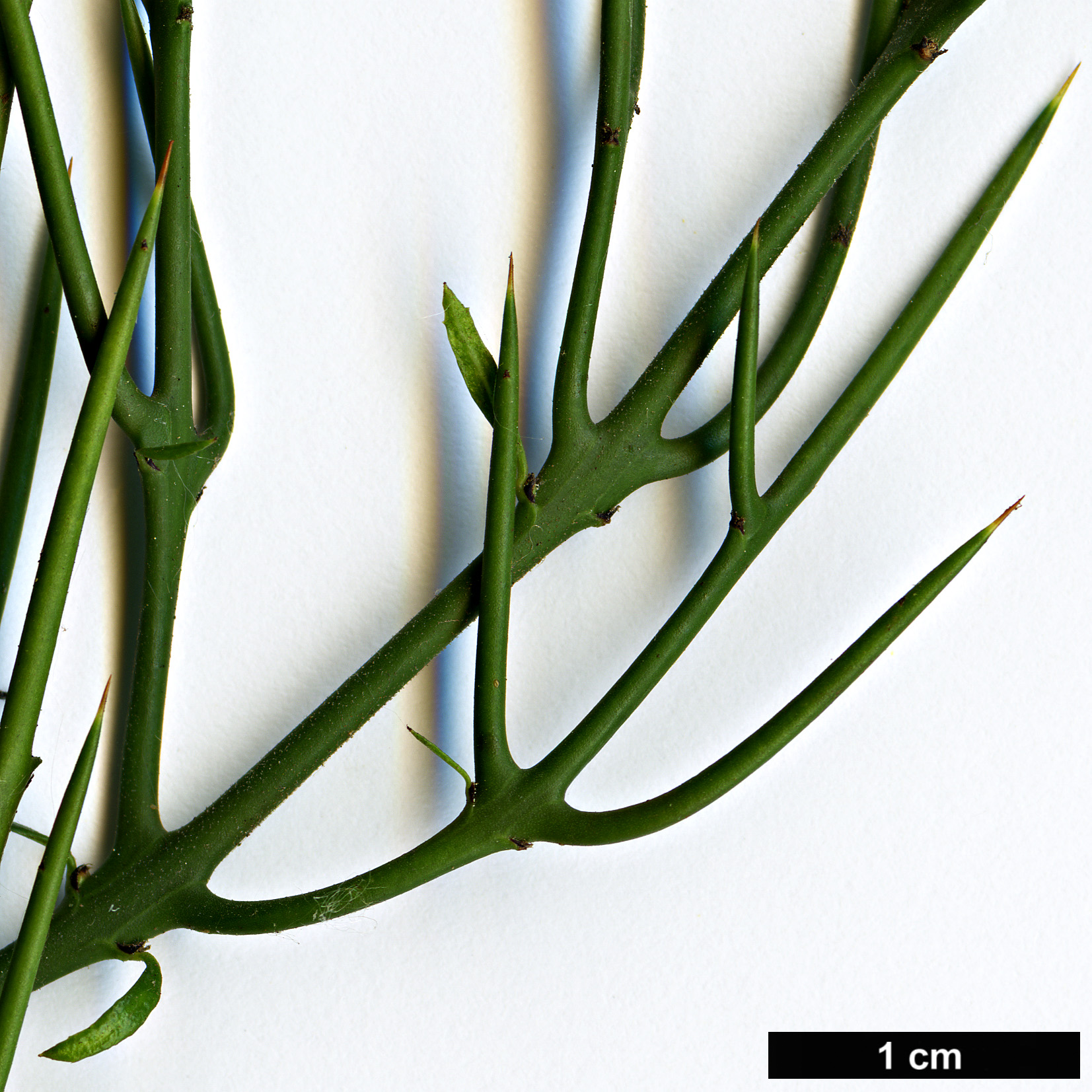 High resolution image: Family: Rhamnaceae - Genus: Colletia - Taxon: spinosissima