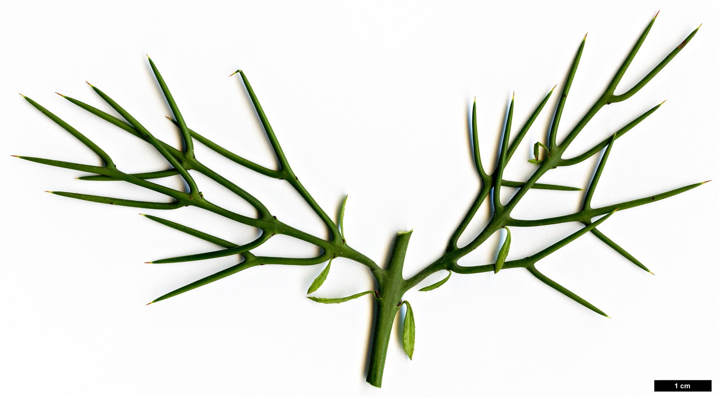 High resolution image: Family: Rhamnaceae - Genus: Colletia - Taxon: spinosissima High resolution image: Family: Rhamnaceae - Genus: Colletia - Taxon: spinosissima