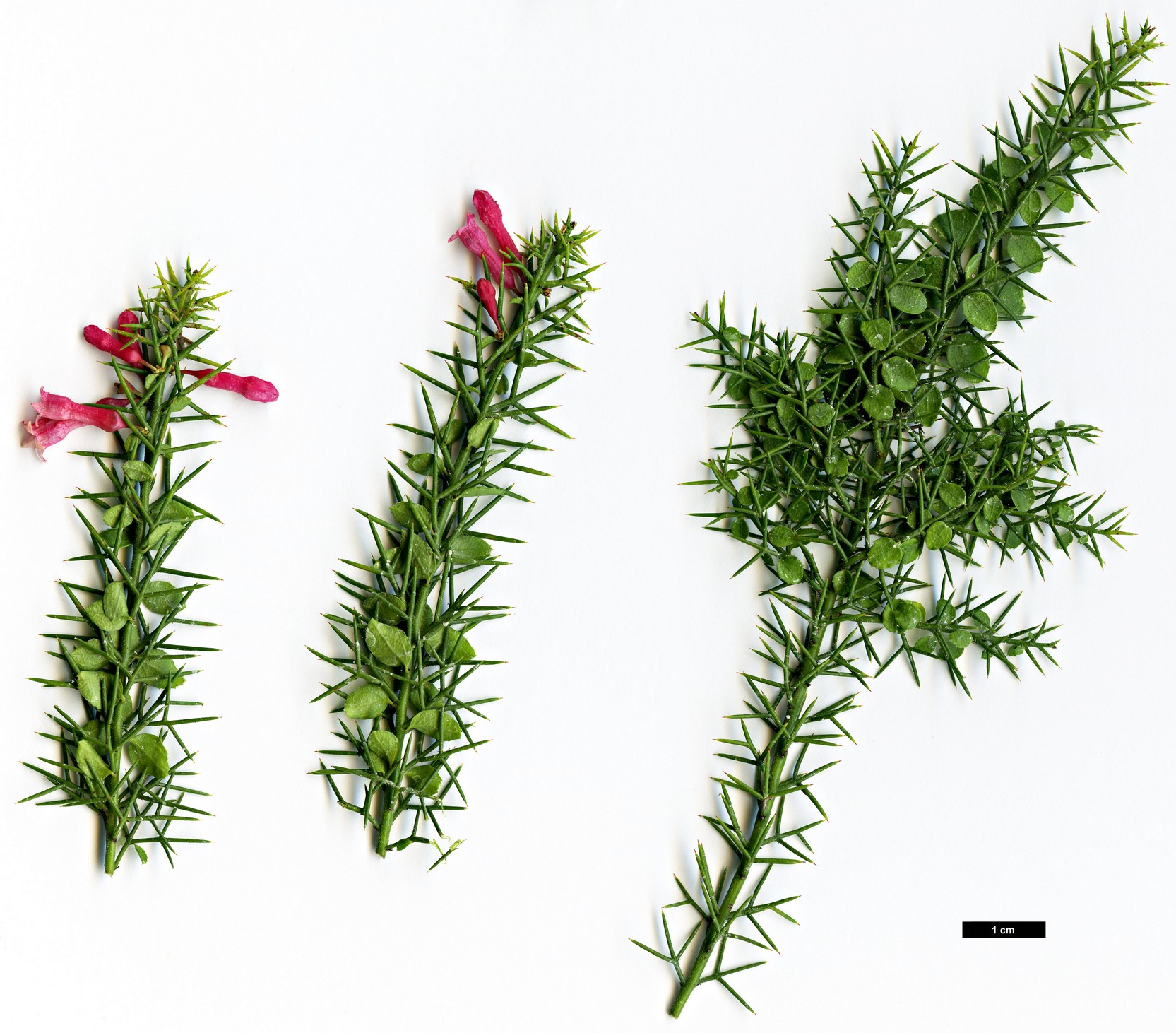 High resolution image: Family: Rhamnaceae - Genus: Colletia - Taxon: ulicina High resolution image: Family: Rhamnaceae - Genus: Colletia - Taxon: ulicina