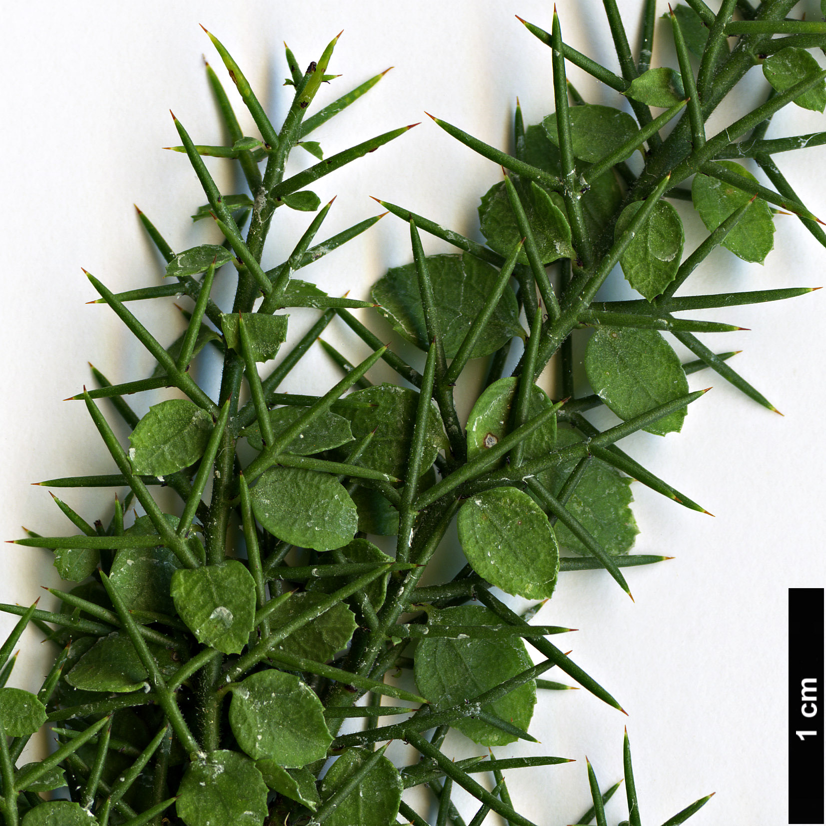 High resolution image: Family: Rhamnaceae - Genus: Colletia - Taxon: ulicina High resolution image: Family: Rhamnaceae - Genus: Colletia - Taxon: ulicina