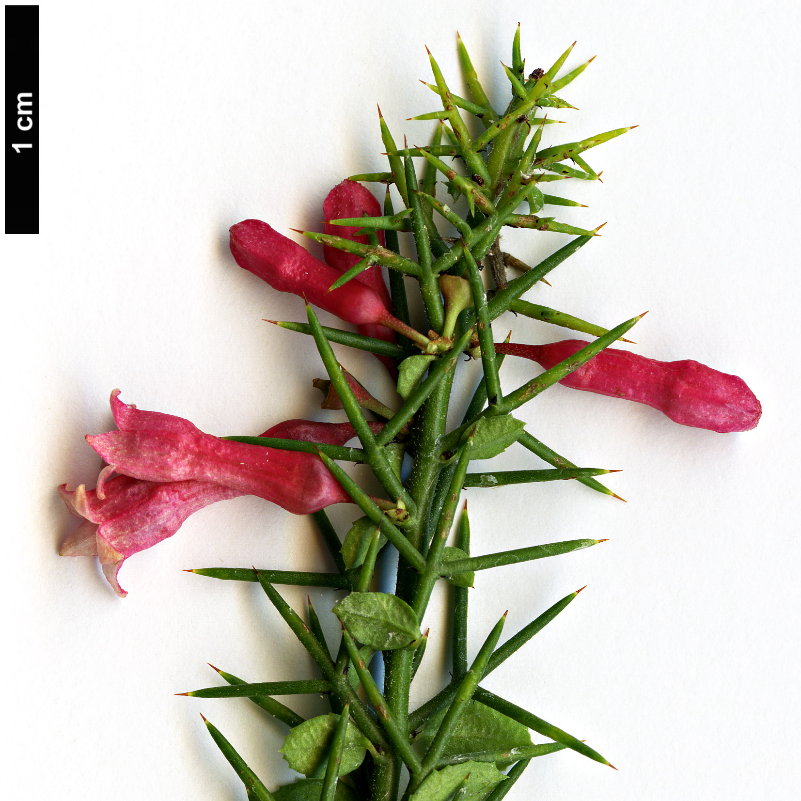 High resolution image: Family: Rhamnaceae - Genus: Colletia - Taxon: ulicina High resolution image: Family: Rhamnaceae - Genus: Colletia - Taxon: ulicina